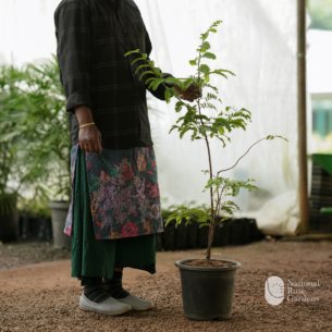 Sweet Tamarind (Tamarindus indica)