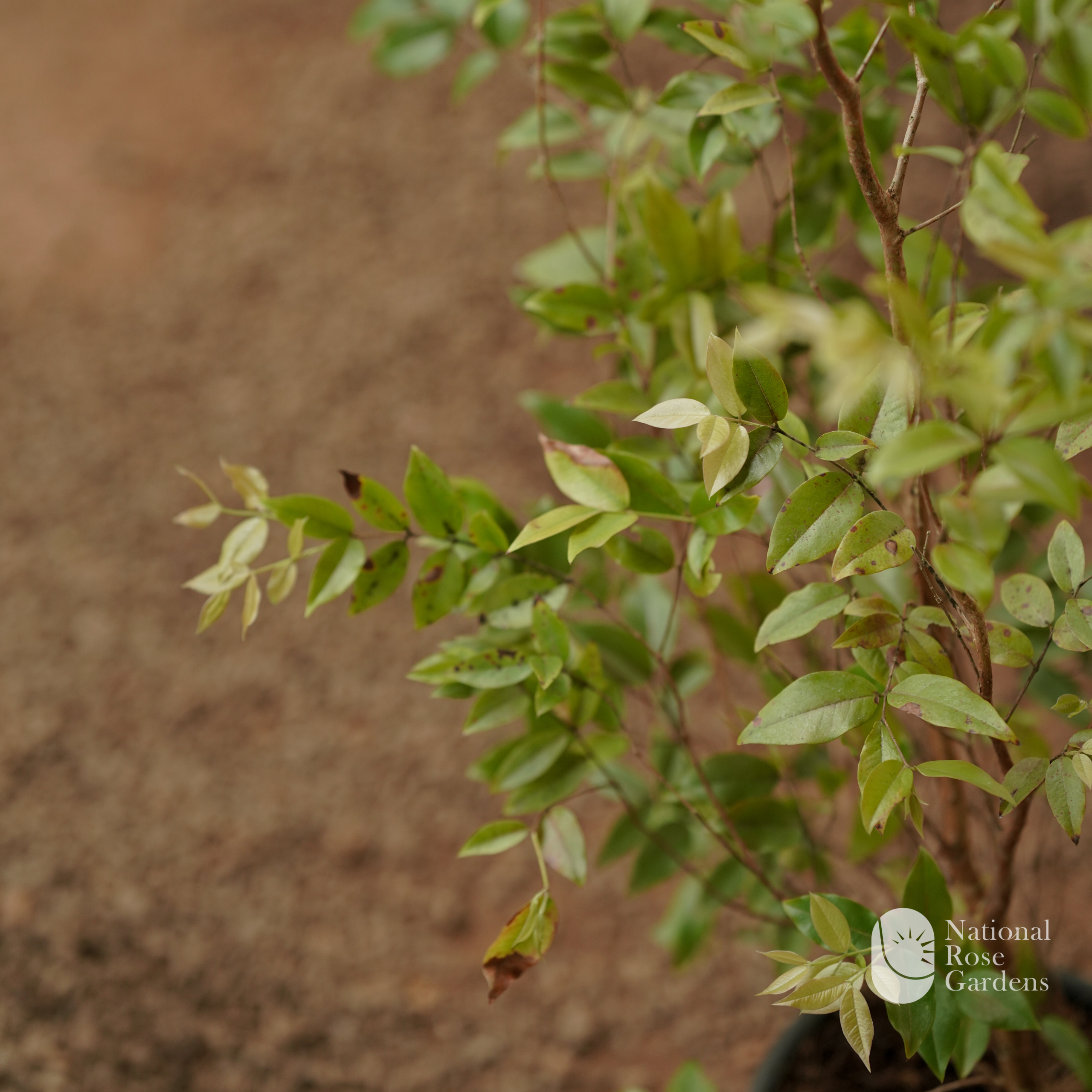 Jaboticaba Z4