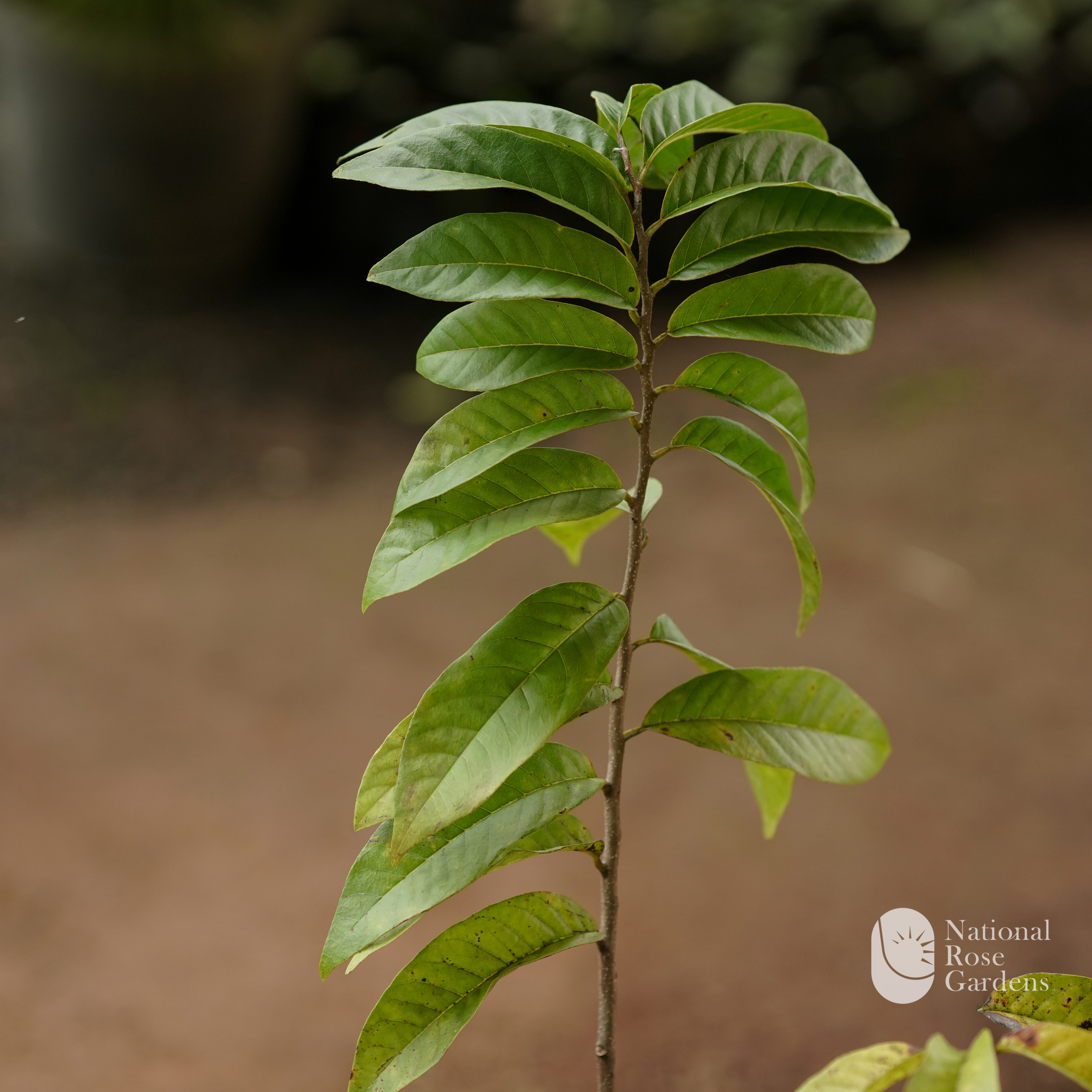 Red Atha (Annona squamosa)