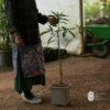 Kobbari Mango (Kothapalli Kobbari)