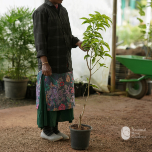 Thailand All Season Mango (Chok Anan)