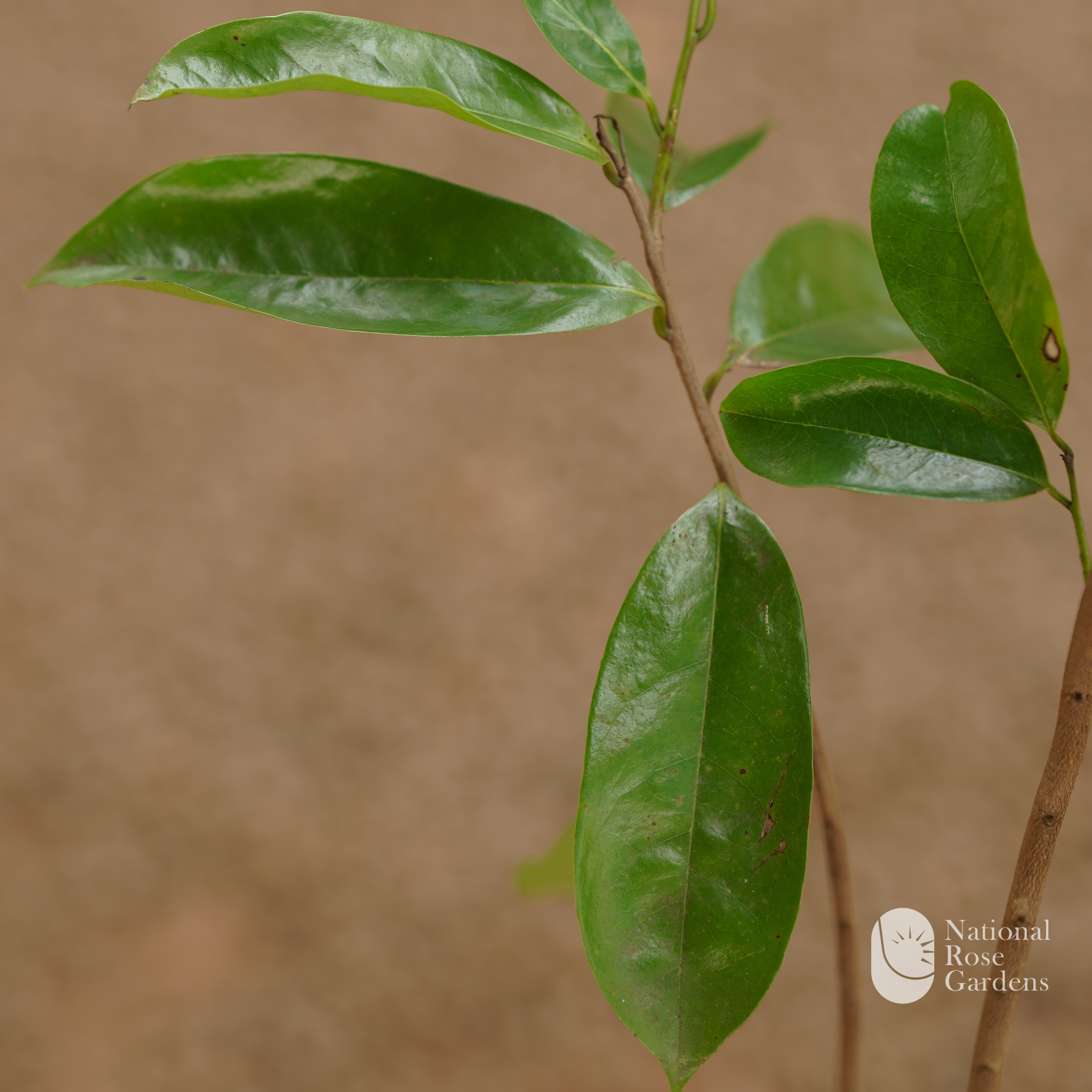 Mullatha (Annona muricata)