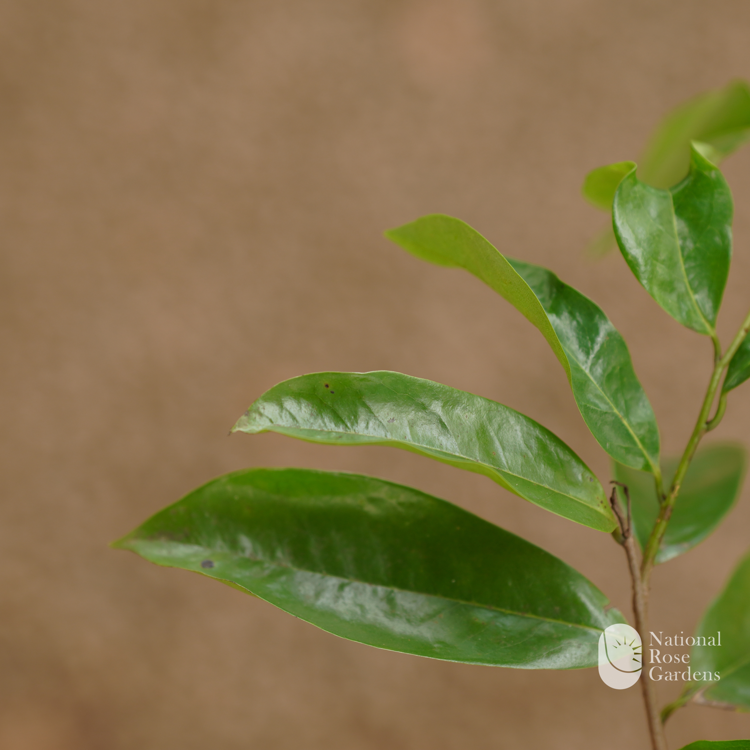 Mullatha (Annona muricata)