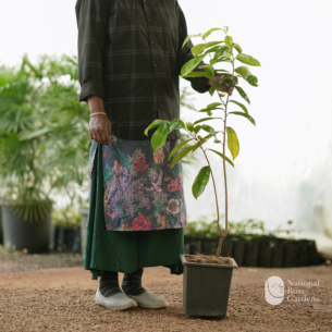 Mullatha (Annona muricata)