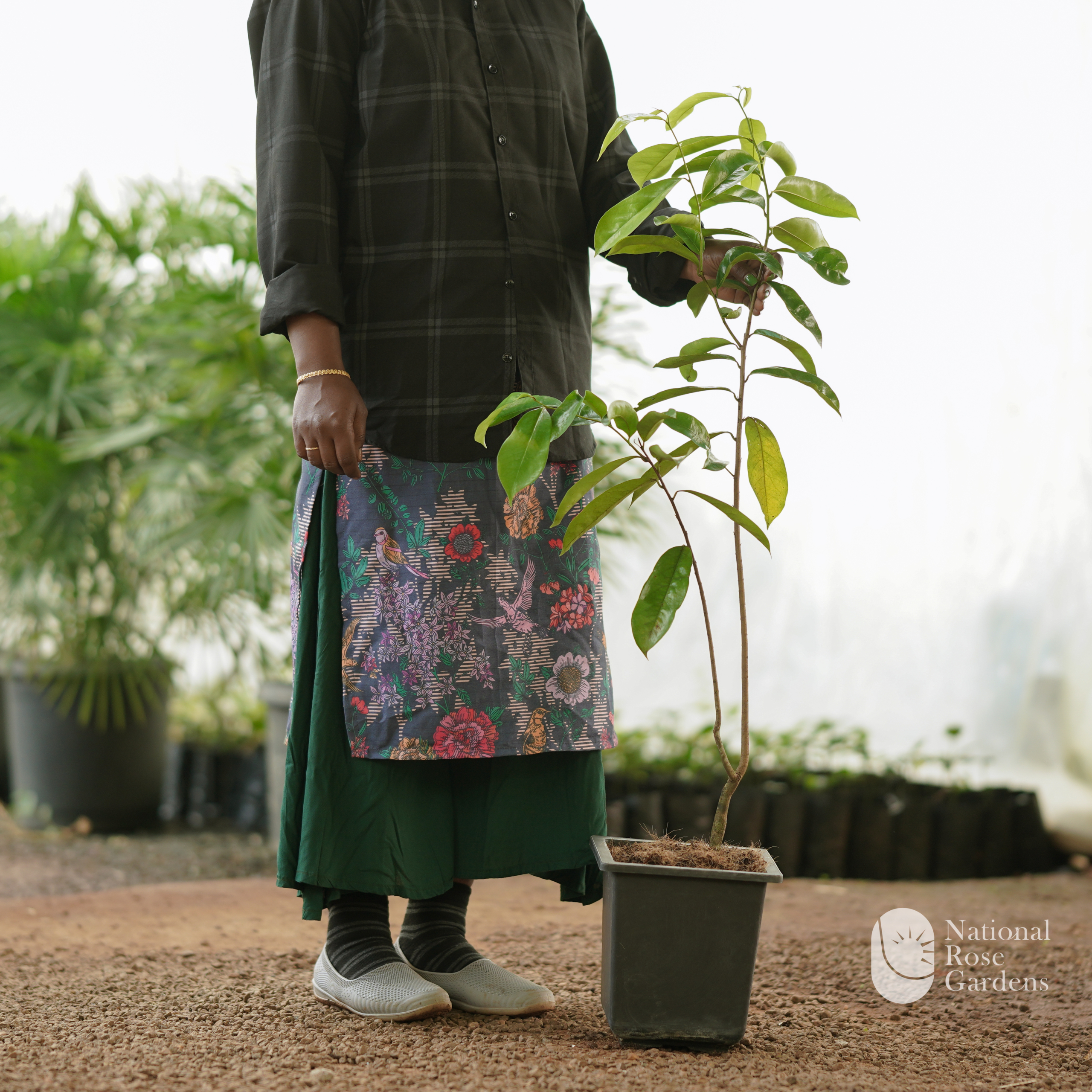Mullatha (Annona muricata)