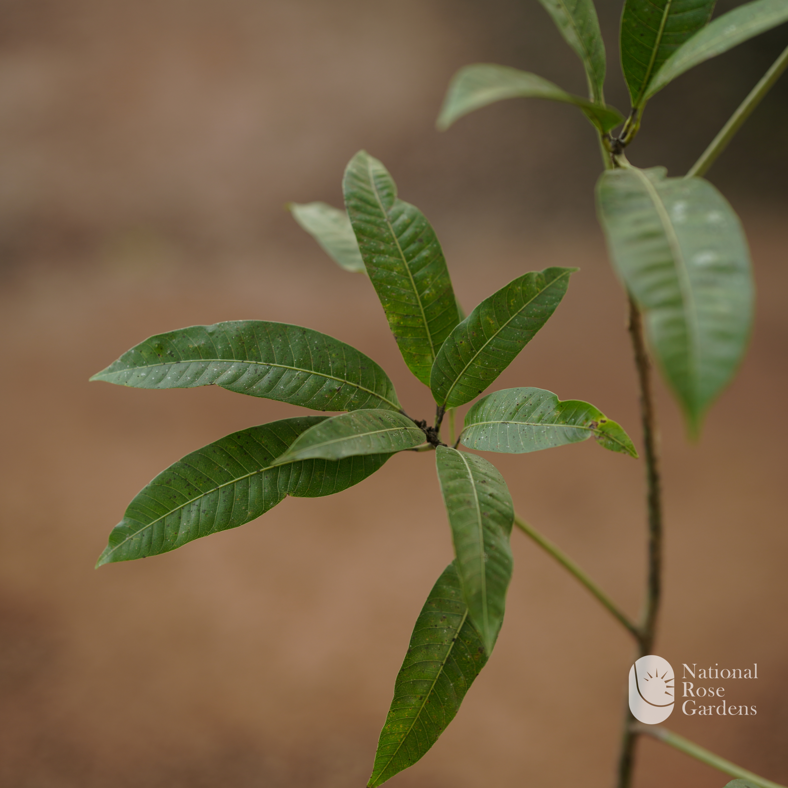 Kothapalli Kobbari Mango