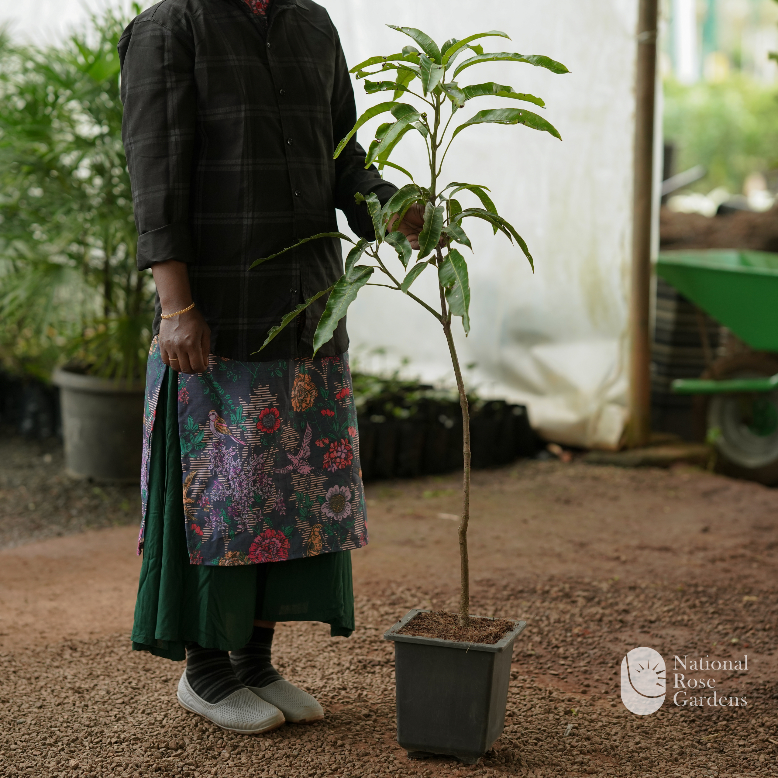 Priti Mango