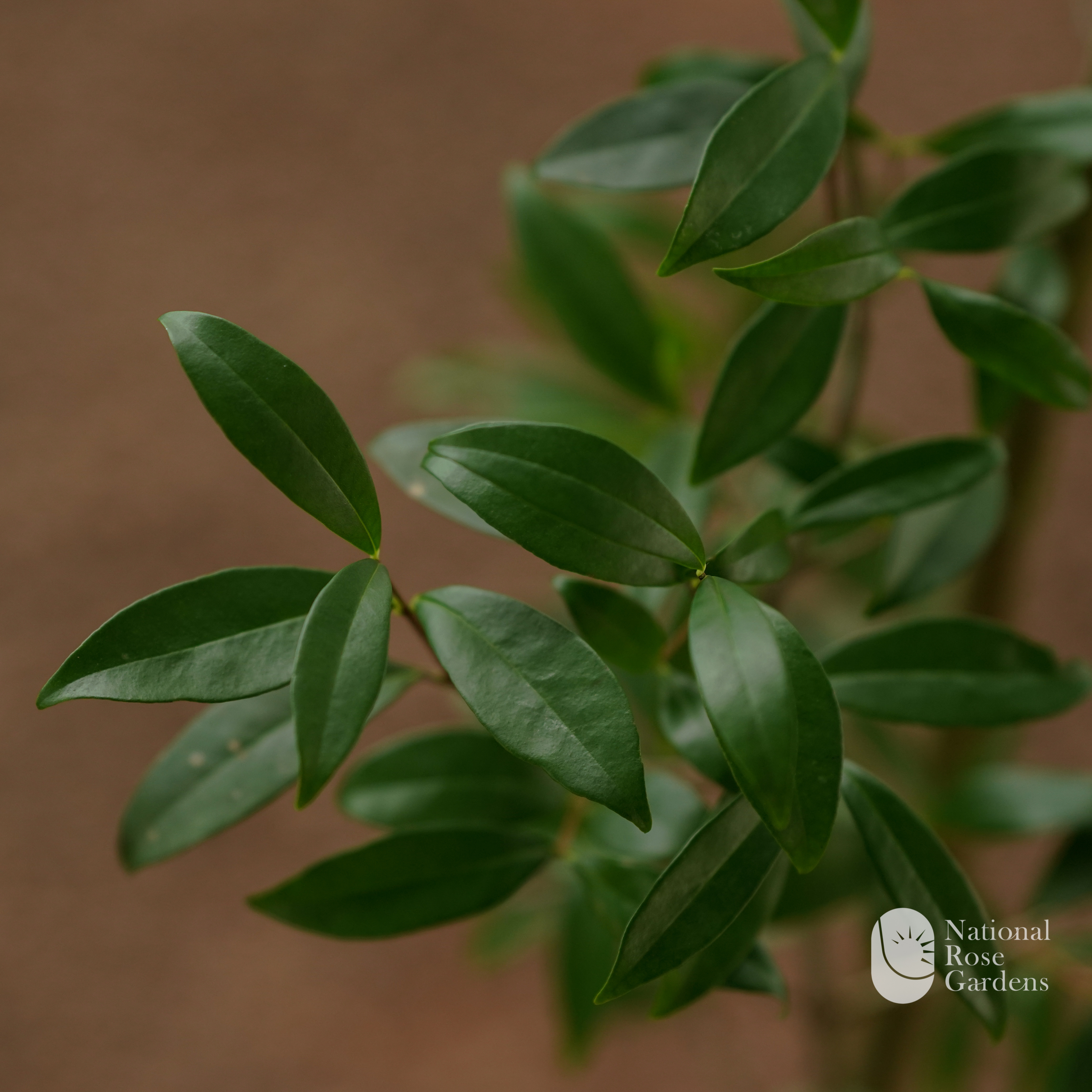 Cherry of the Rio Grande (Eugenia involucrata)