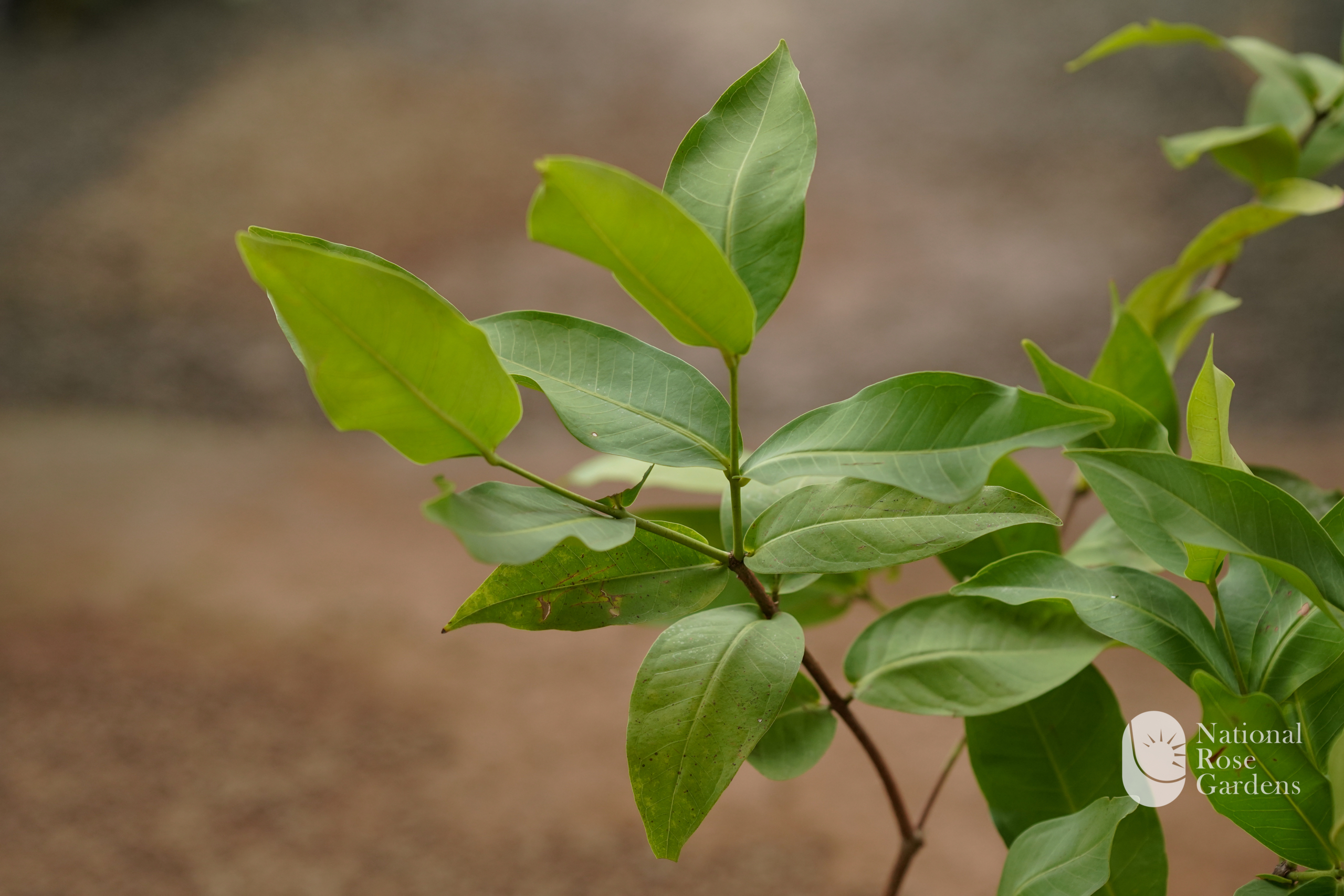Bali Chamba (Syzygium samarangense)