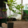 Bali Chamba (Syzygium samarangense)