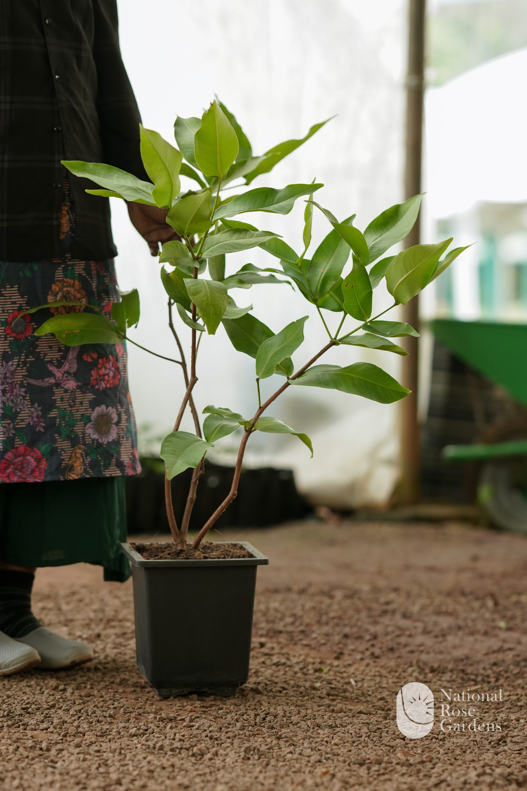 Bali Chamba (Syzygium samarangense)