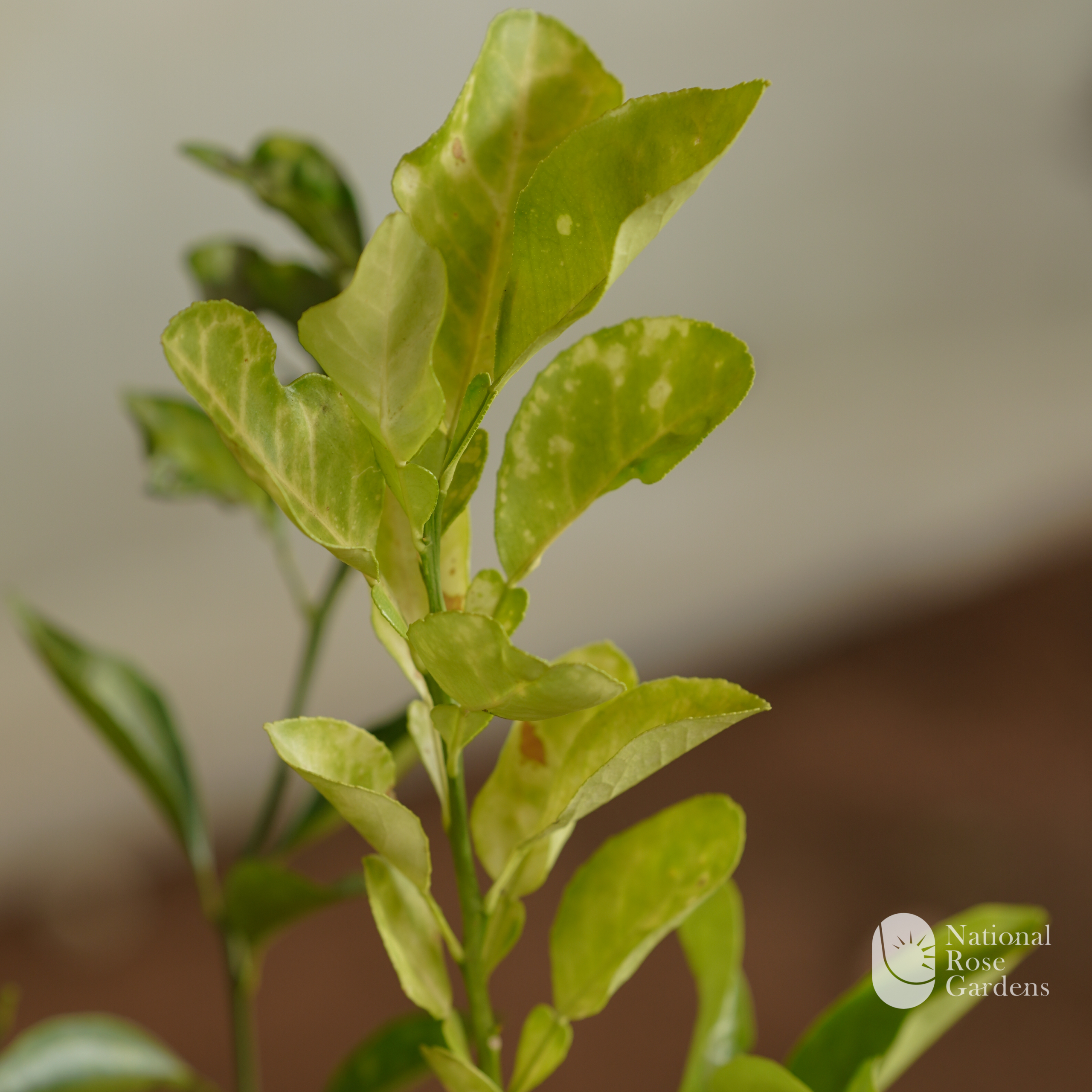 Indian Mosambi (Sweet Lime)
