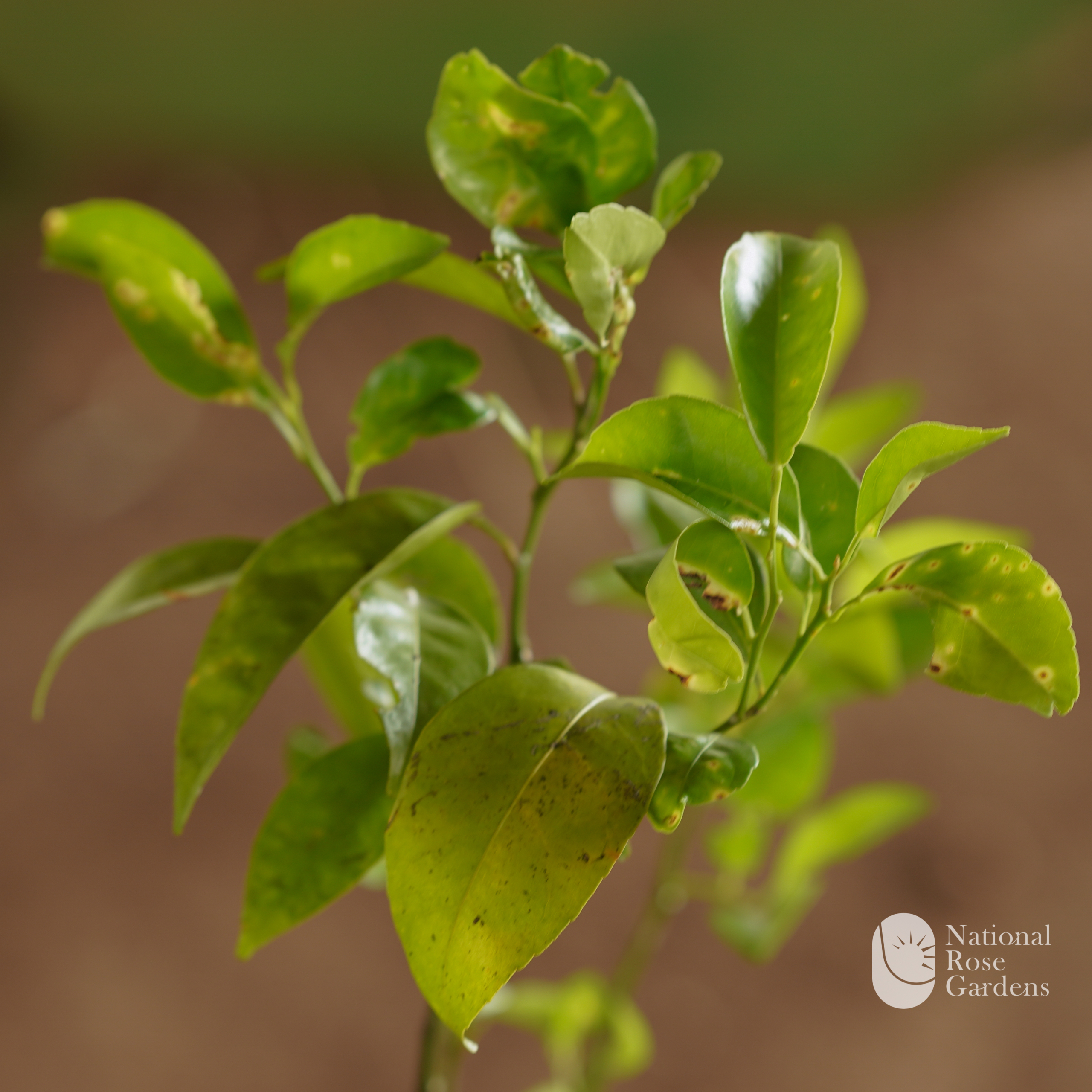 Pakistan Lemon (Seedless Lemon)