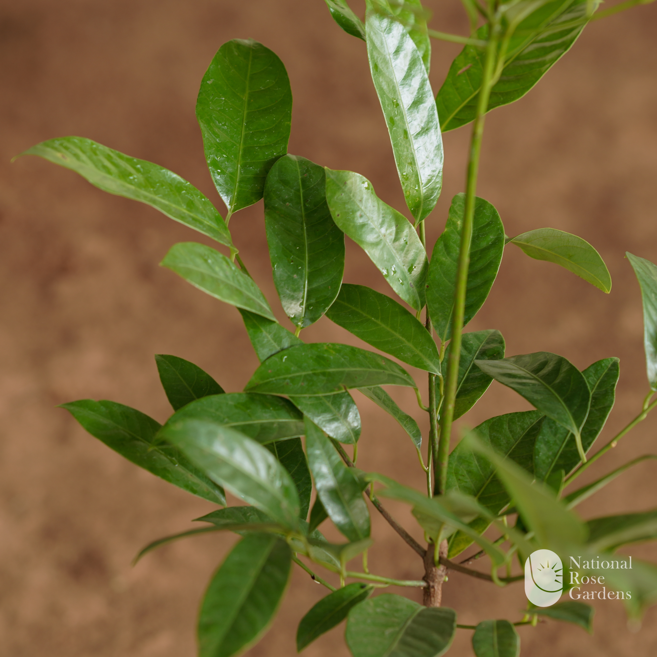 Nutmeg (Jaadhi / Jaathikka)