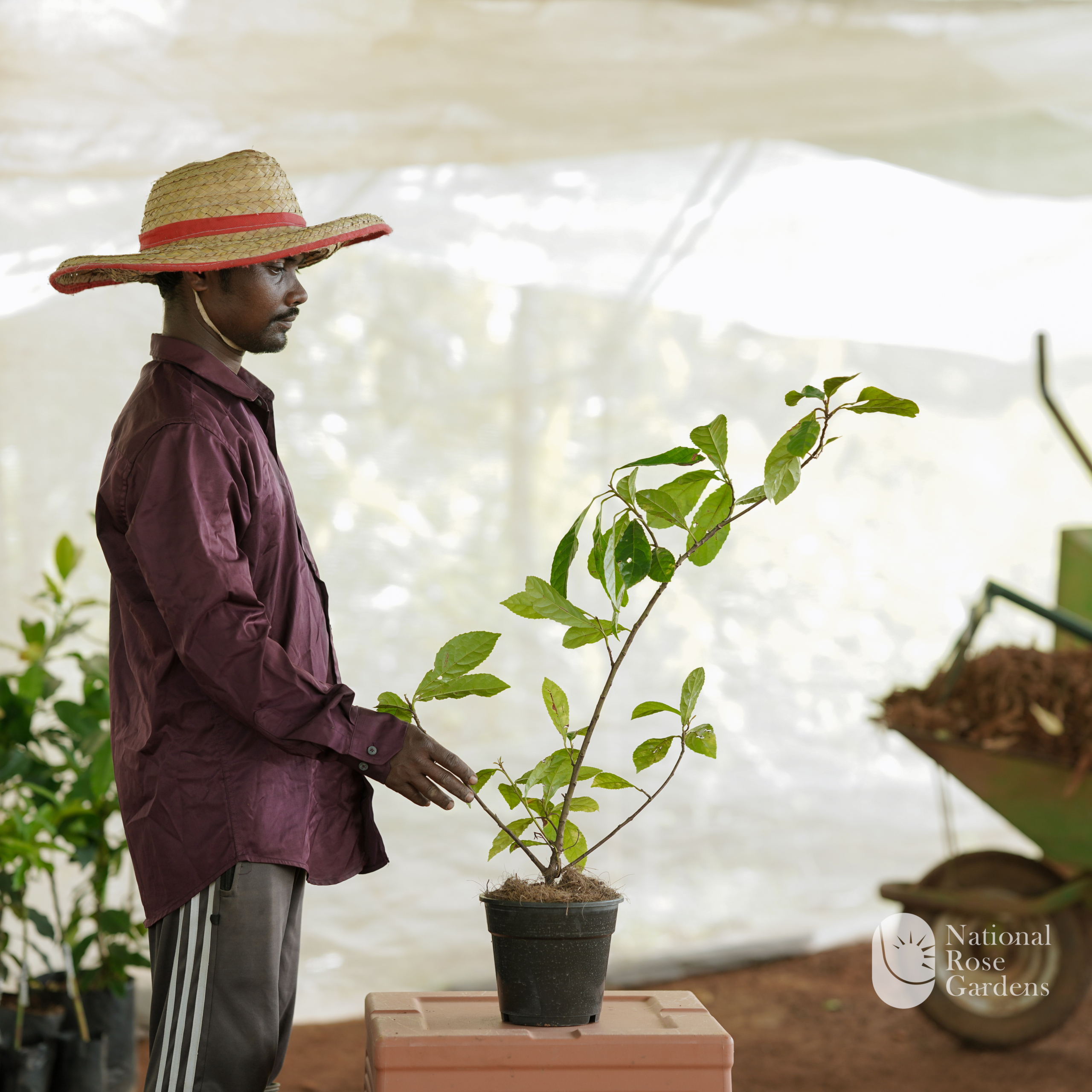 Kara (Governor's Plum / Karimulli)