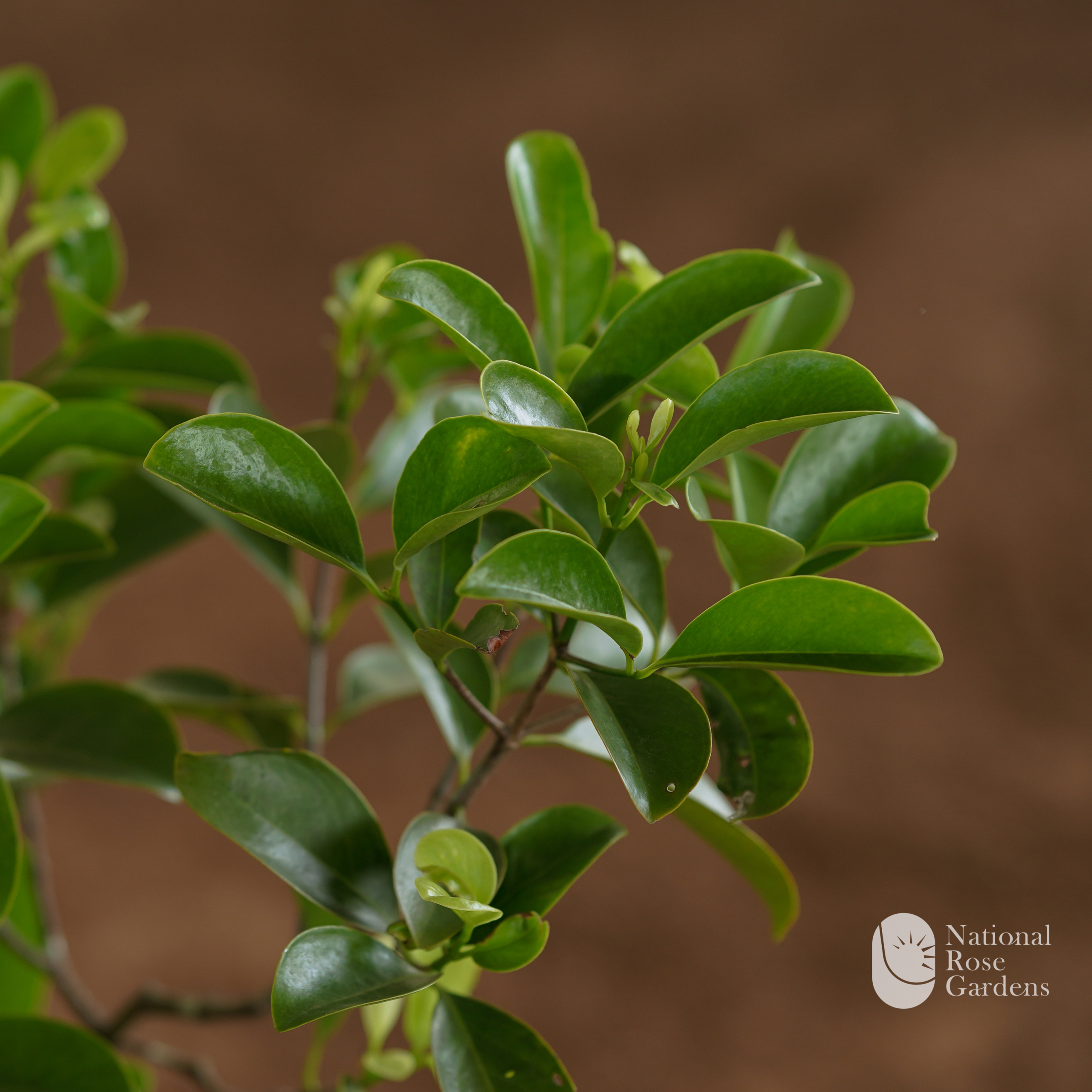 Kodampuli (Malabar Tamarind / Kudampuli)