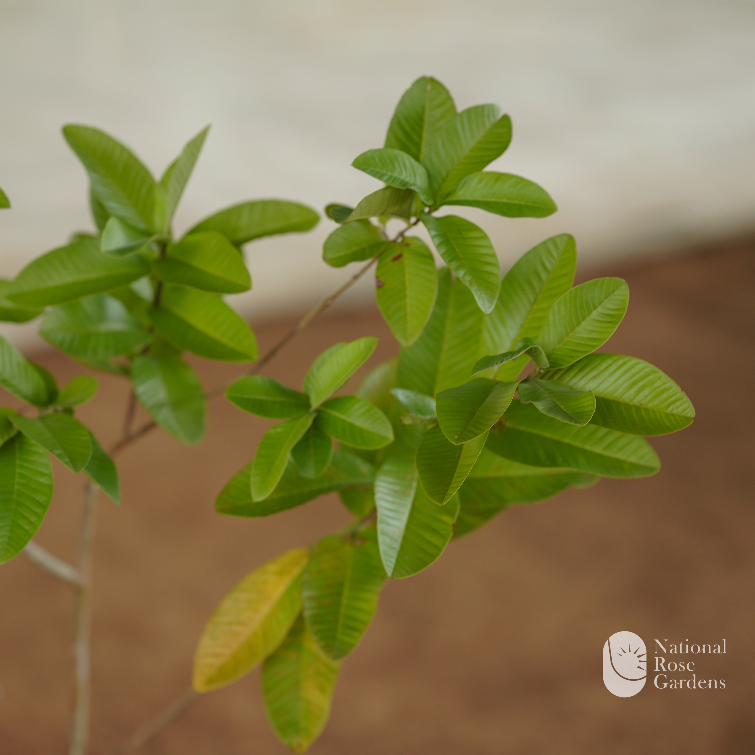 Lucknow Guava (Sardar L-49)