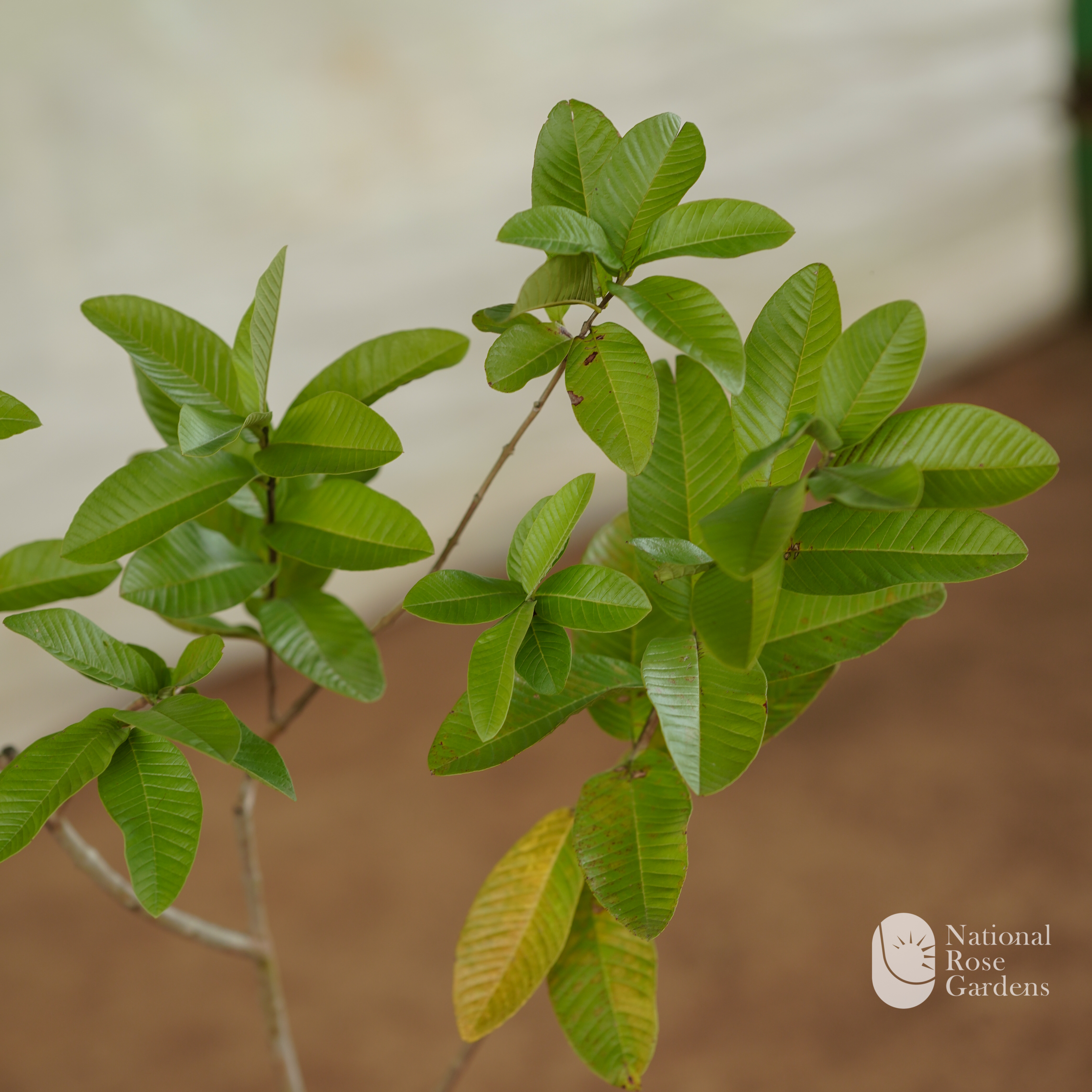 Lucknow Guava (Sardar L-49)