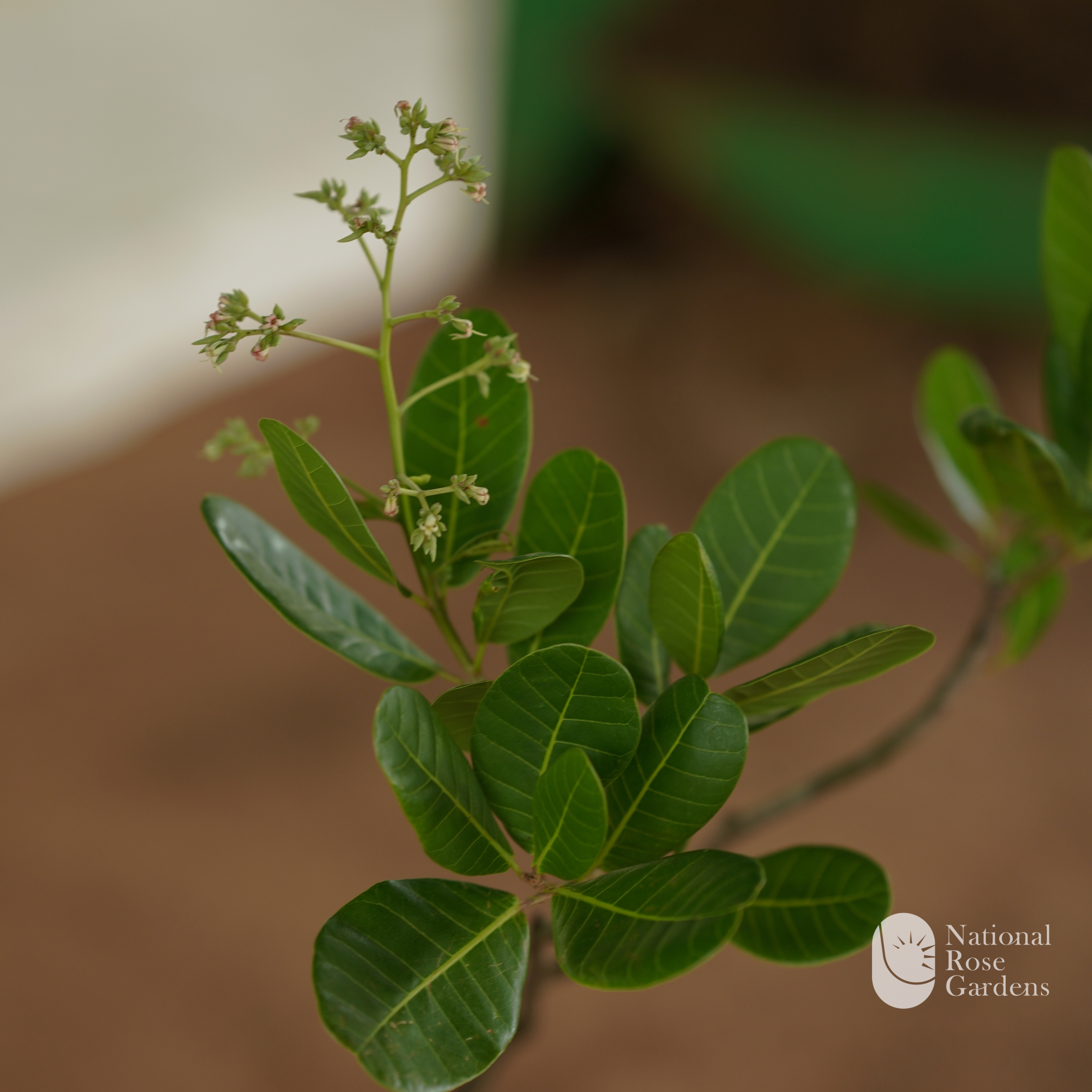 Cashew (Anacardium occidentale)