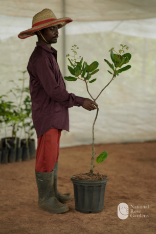 Cashew (Anacardium occidentale)