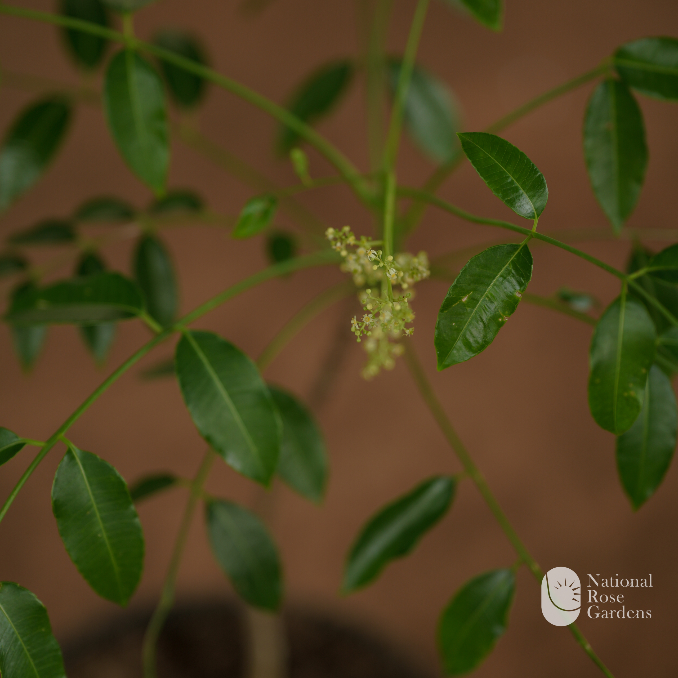 Sweet Ambazham (Hog Plum / June Plum)