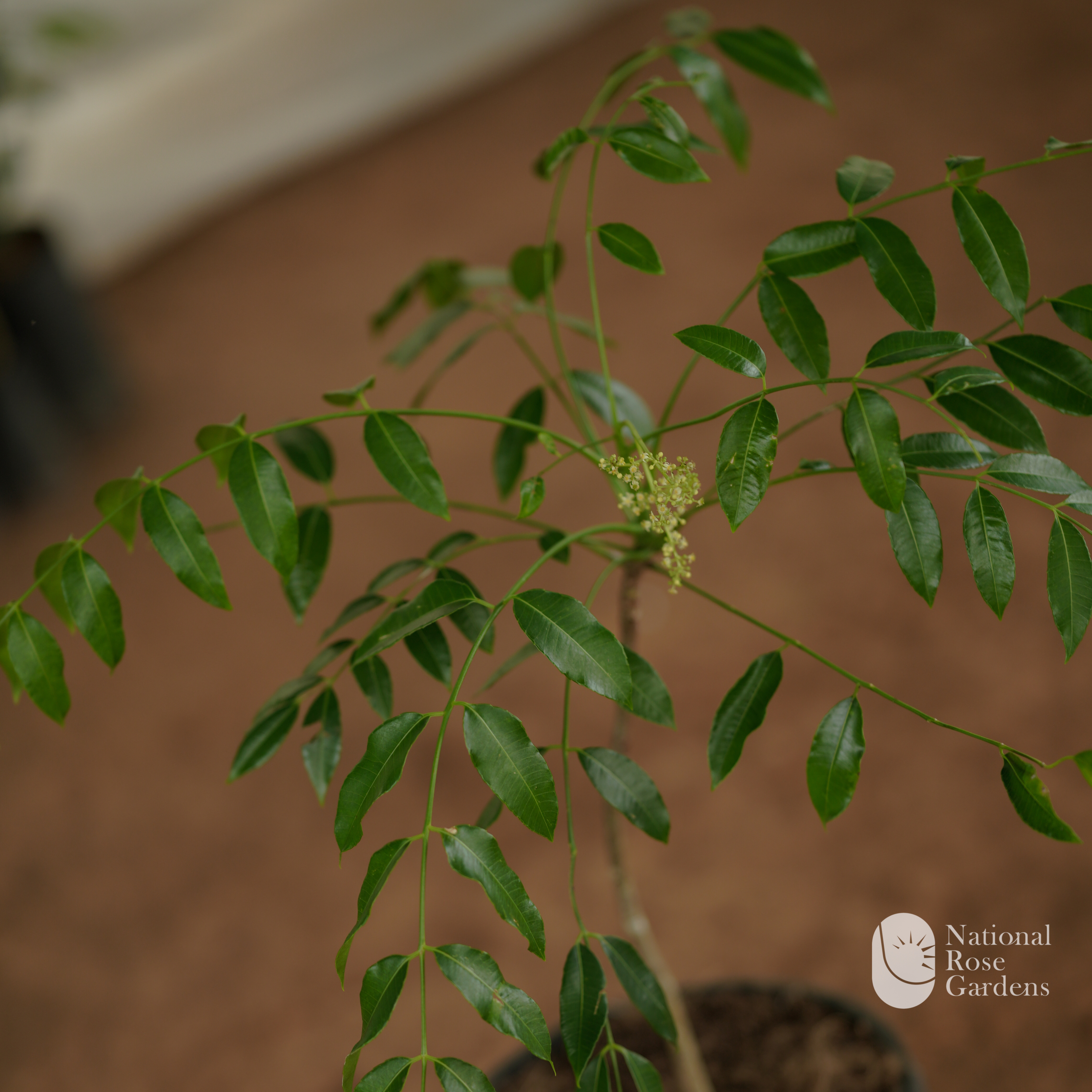 Sweet Ambazham (Hog Plum / June Plum)