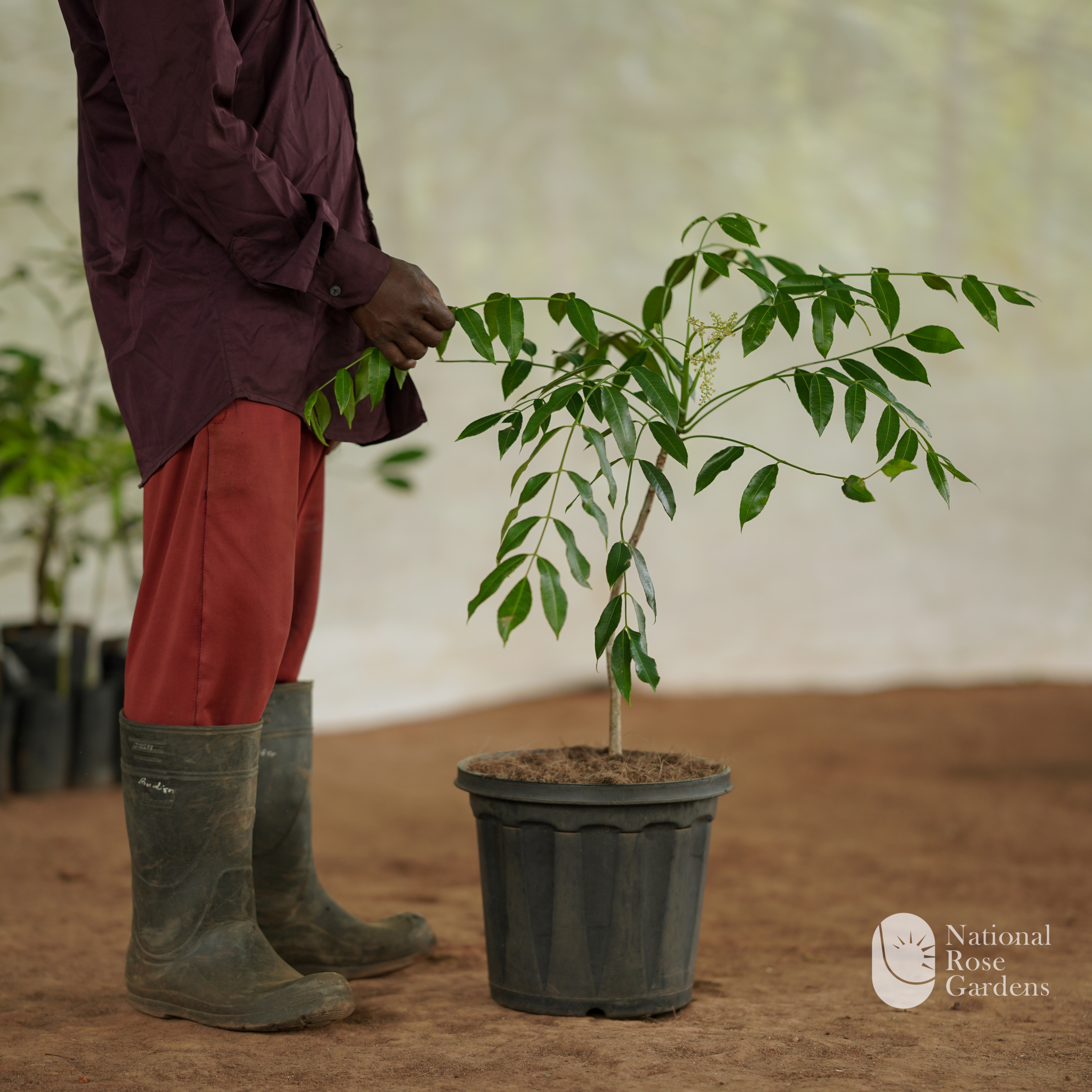 Sweet Ambazham (Hog Plum / June Plum)