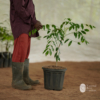 Sweet Ambazham (Hog Plum / June Plum)