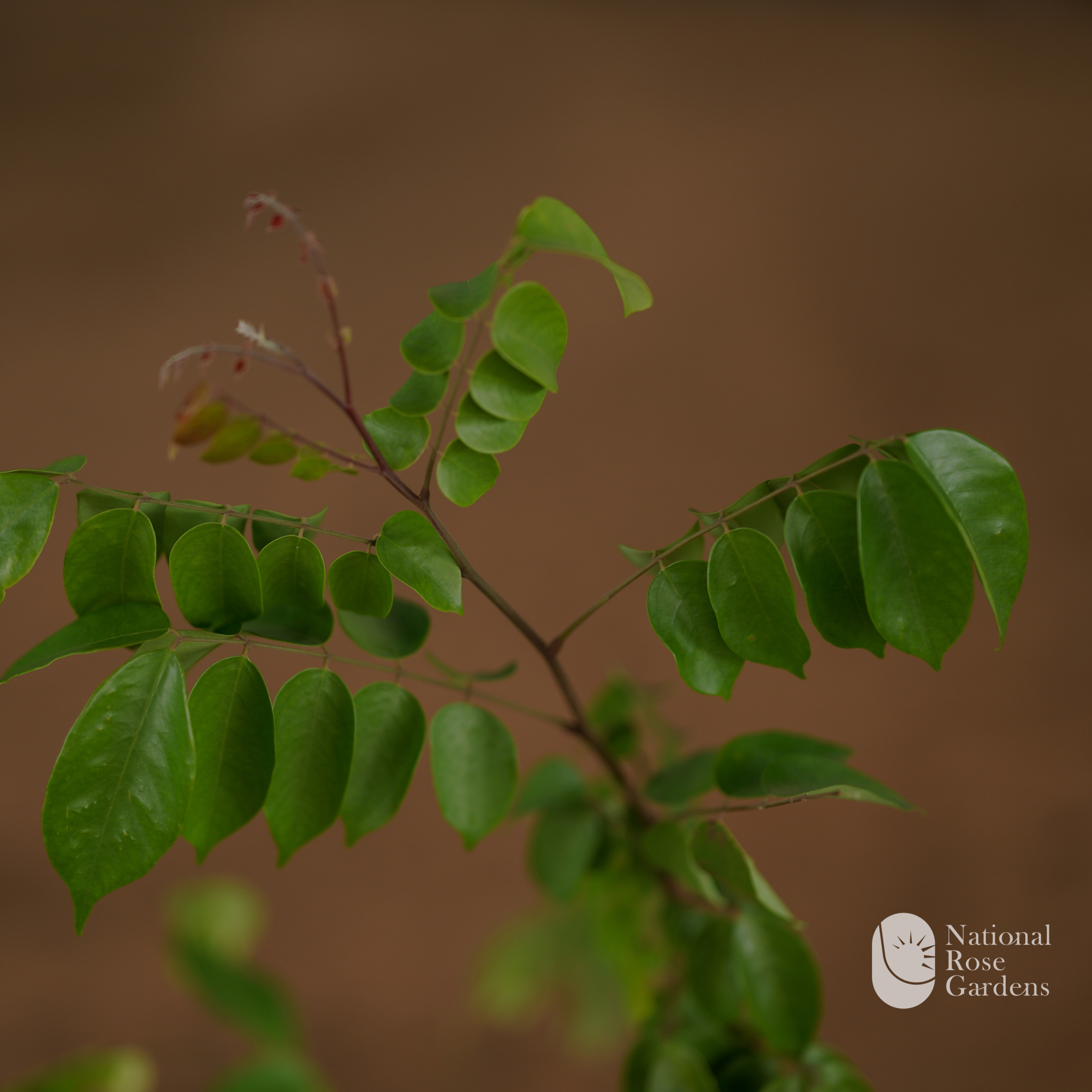 Star Fruit (Carambola)