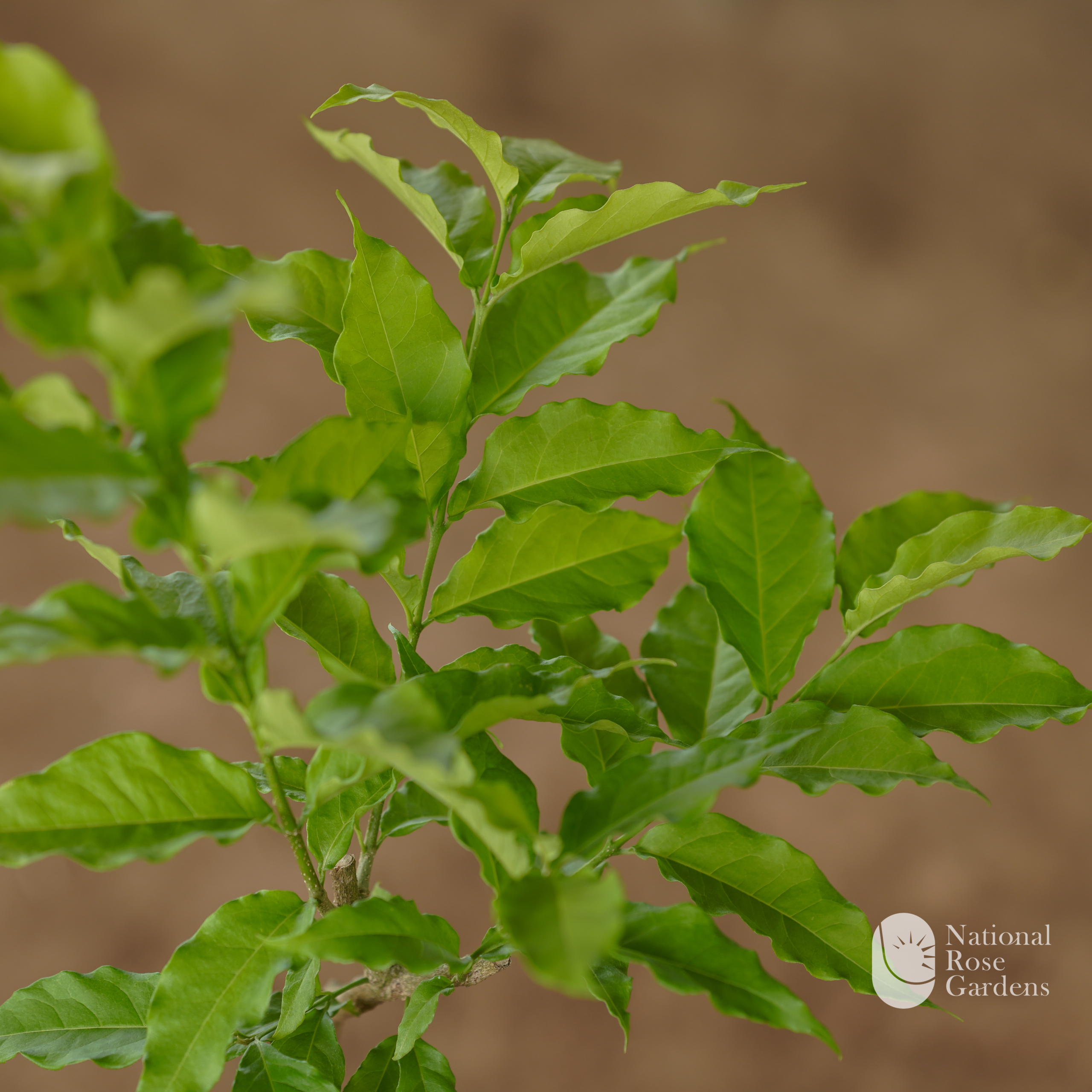 Peanut Butter Fruit (Bunchosia glandulifera)