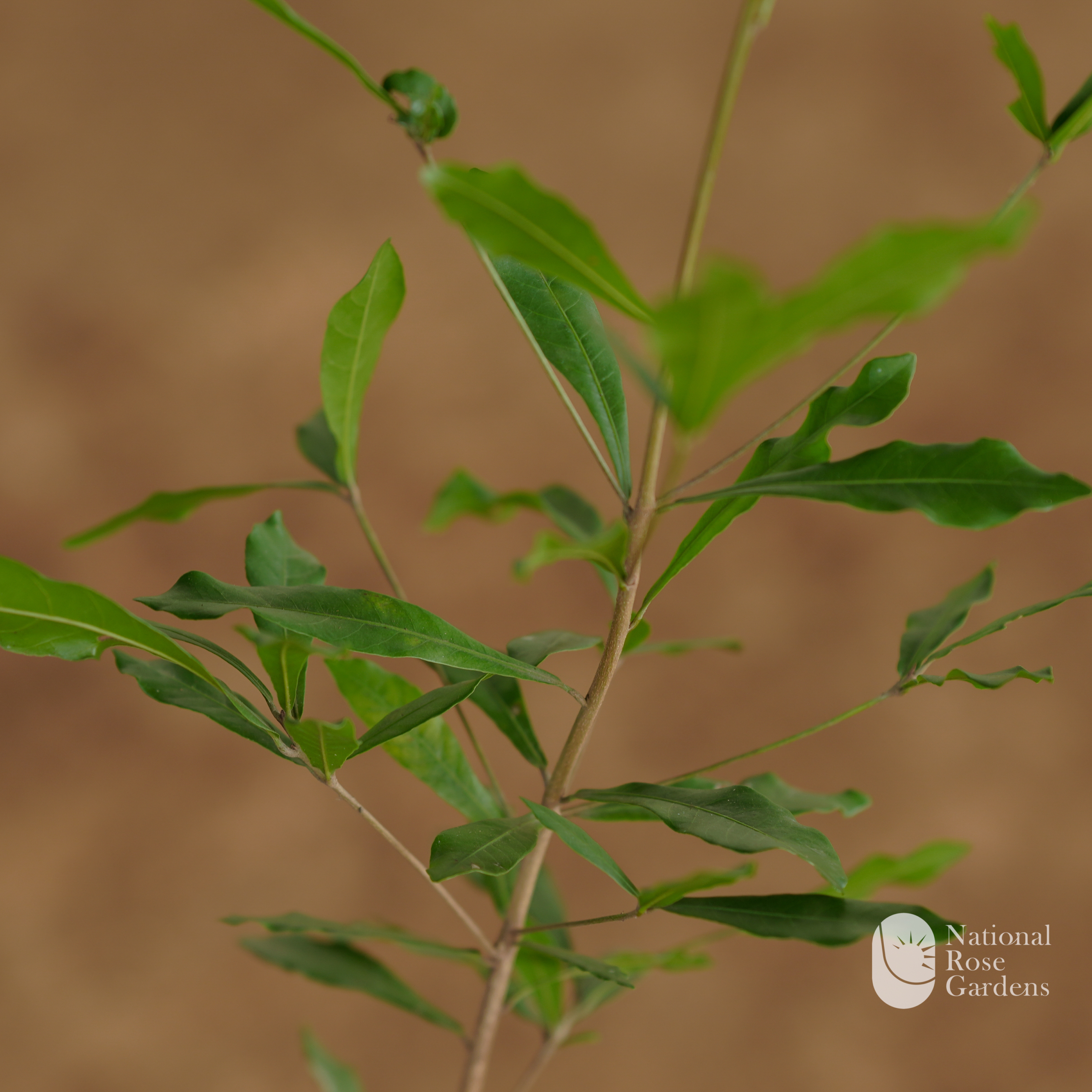 Miracle Fruit (Synsepalum dulcificum)