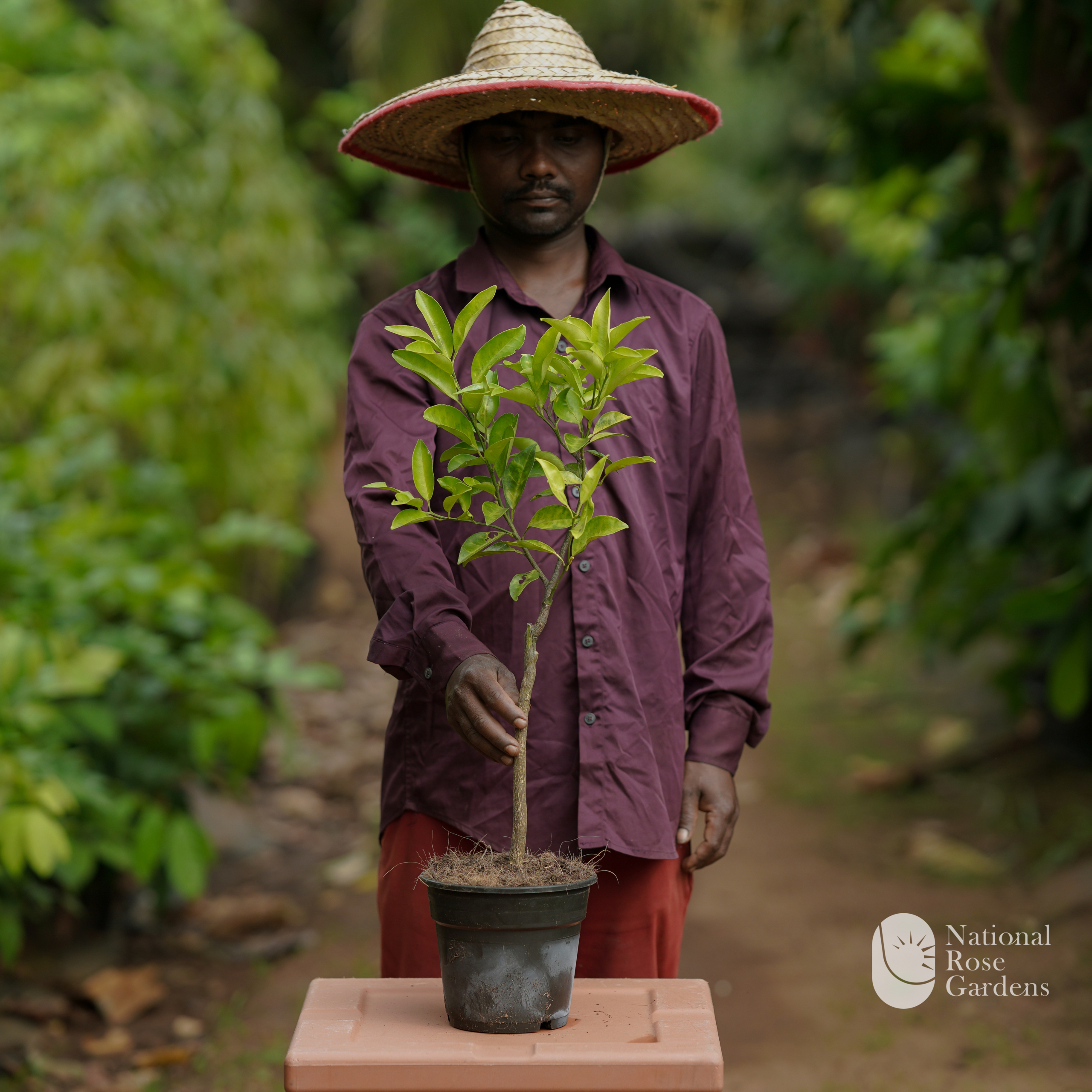 Vietnam Musambi