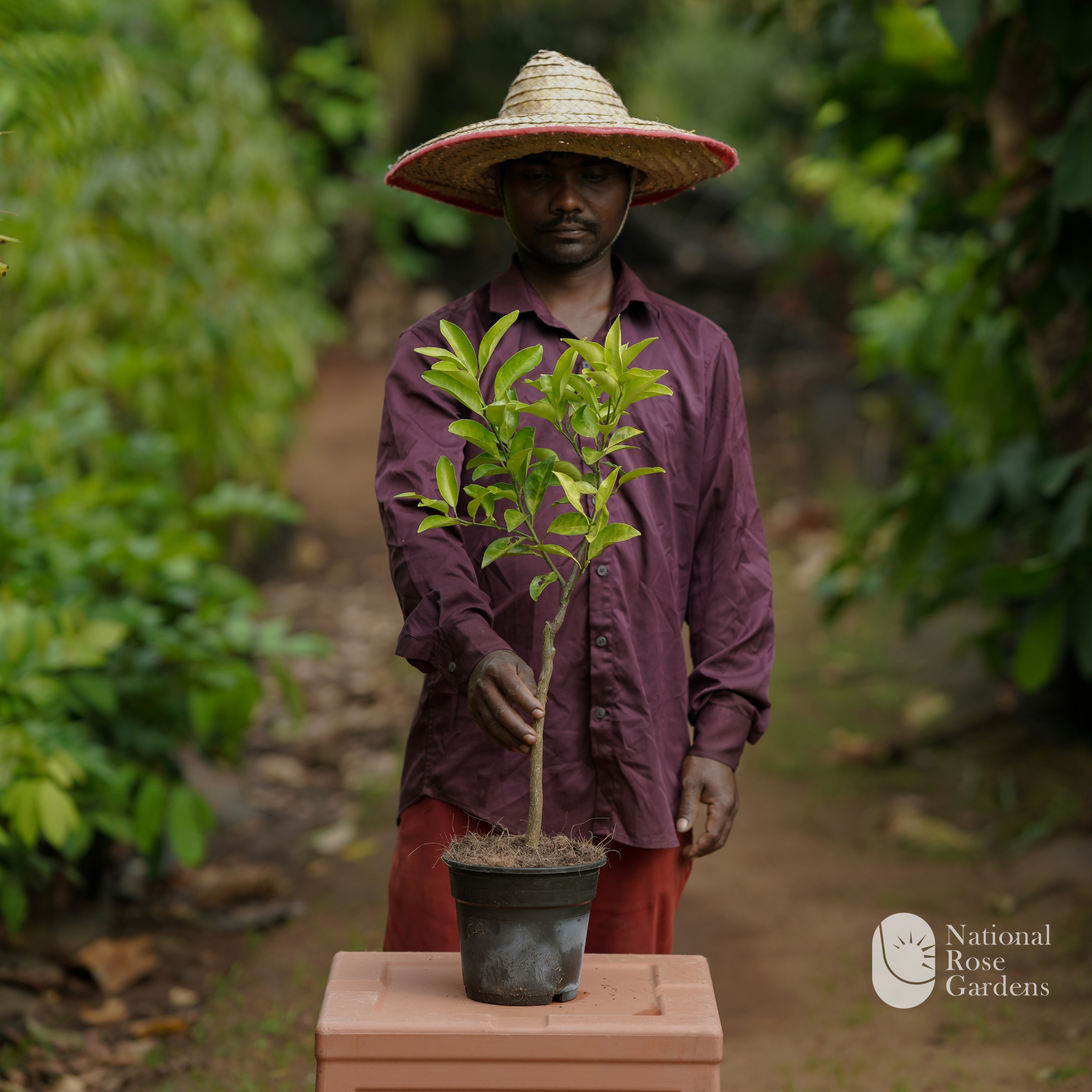 Vietnam Musambi