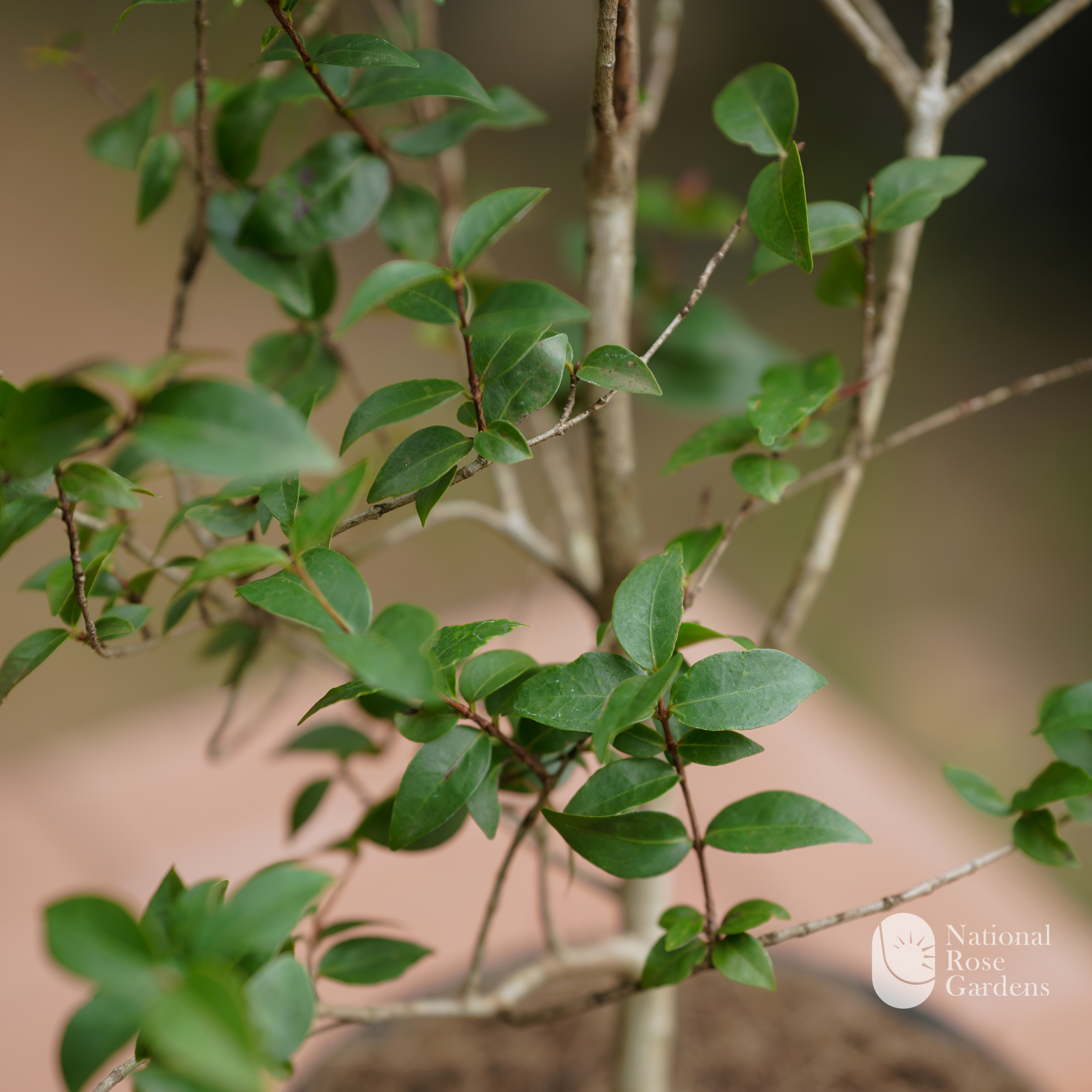 Surinam Cherry