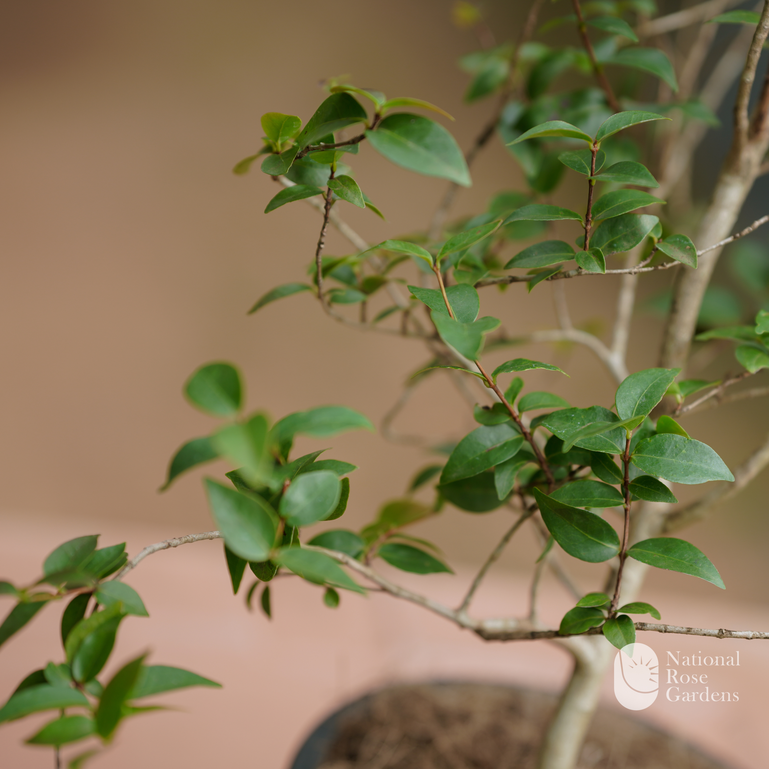 Surinam Cherry