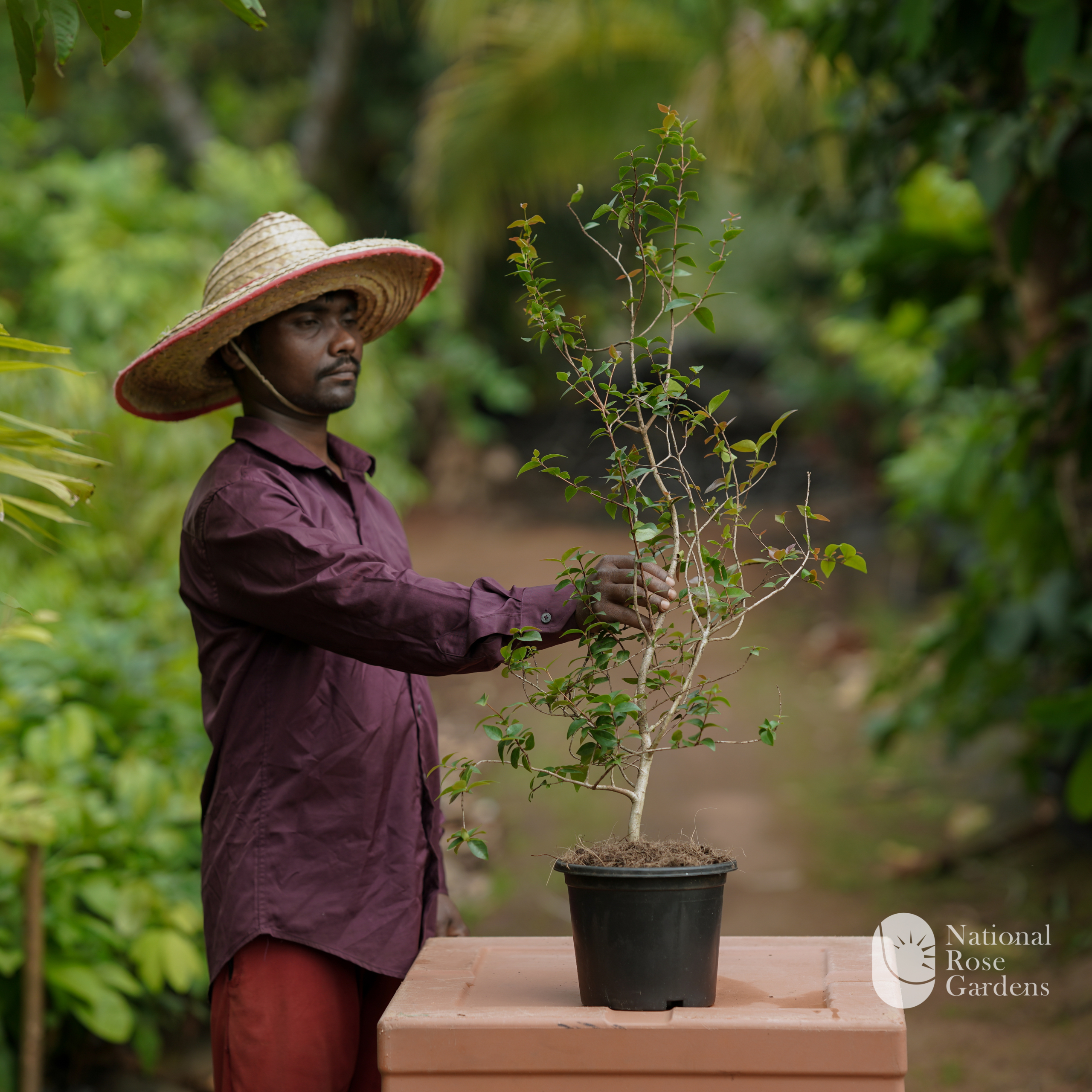 Surinam Cherry