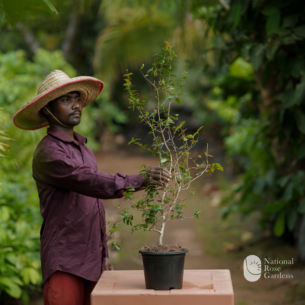 Surinam Cherry