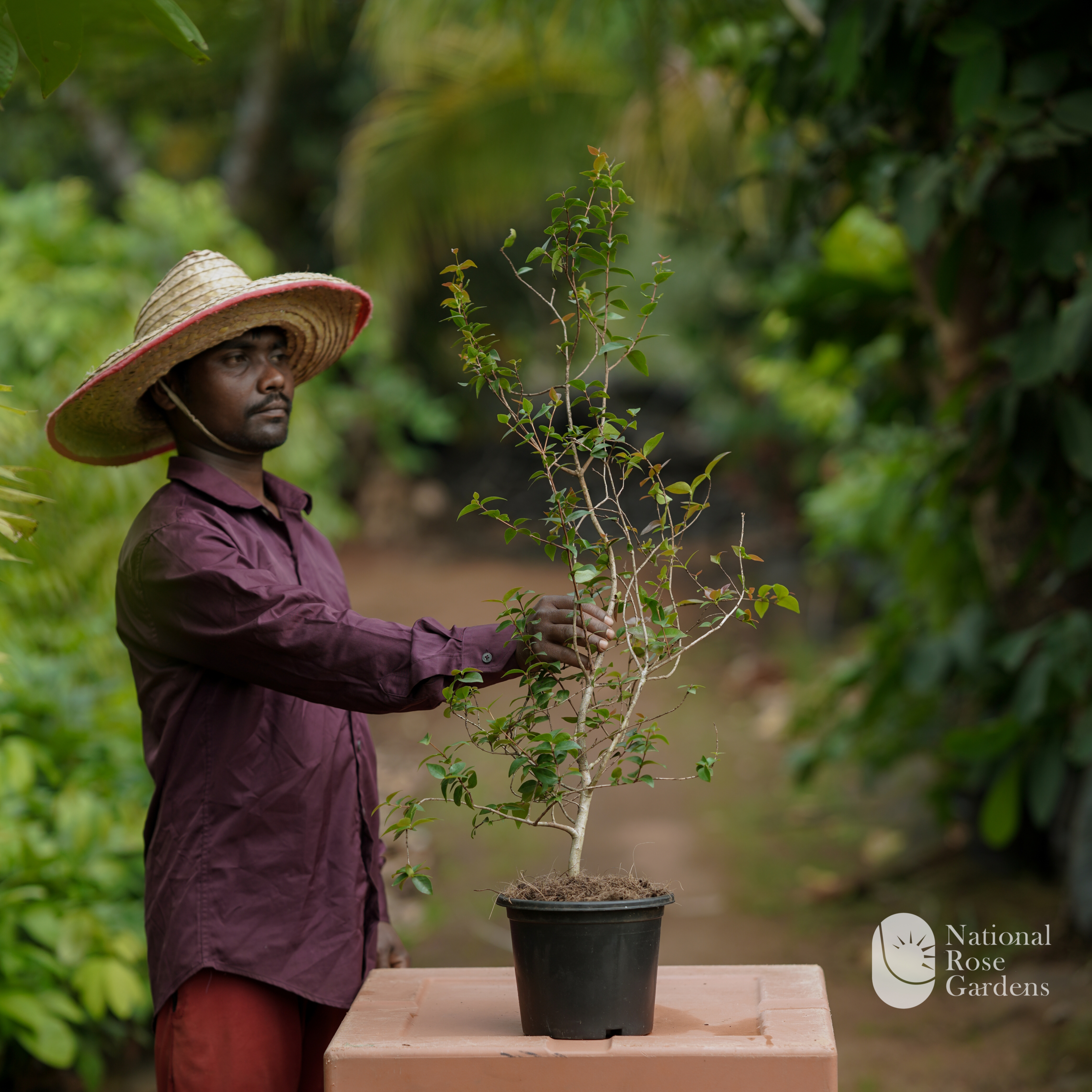 Surinam Cherry