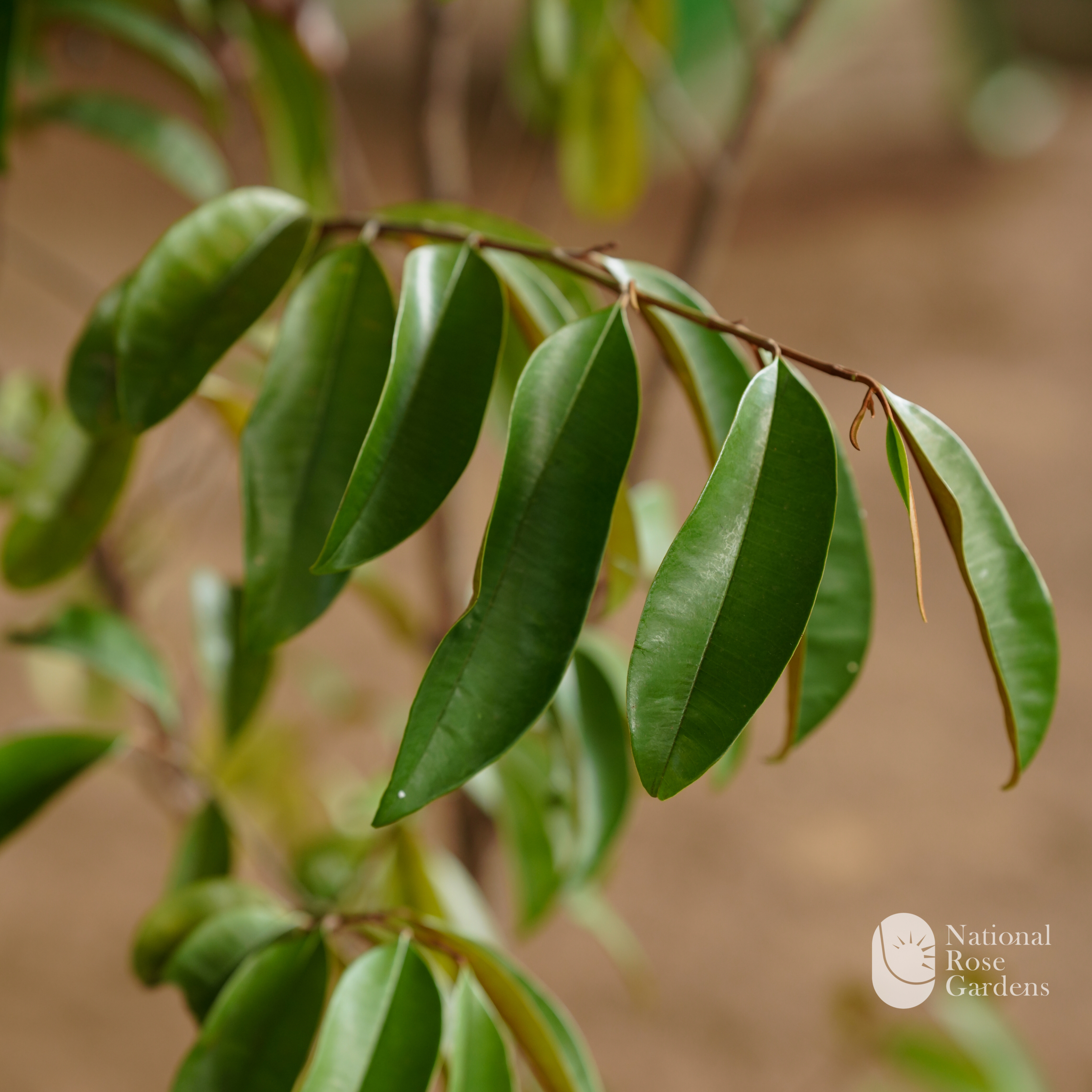 Jemeken Star Fruit / Milk Fruit (Chrysophyllum cainito)