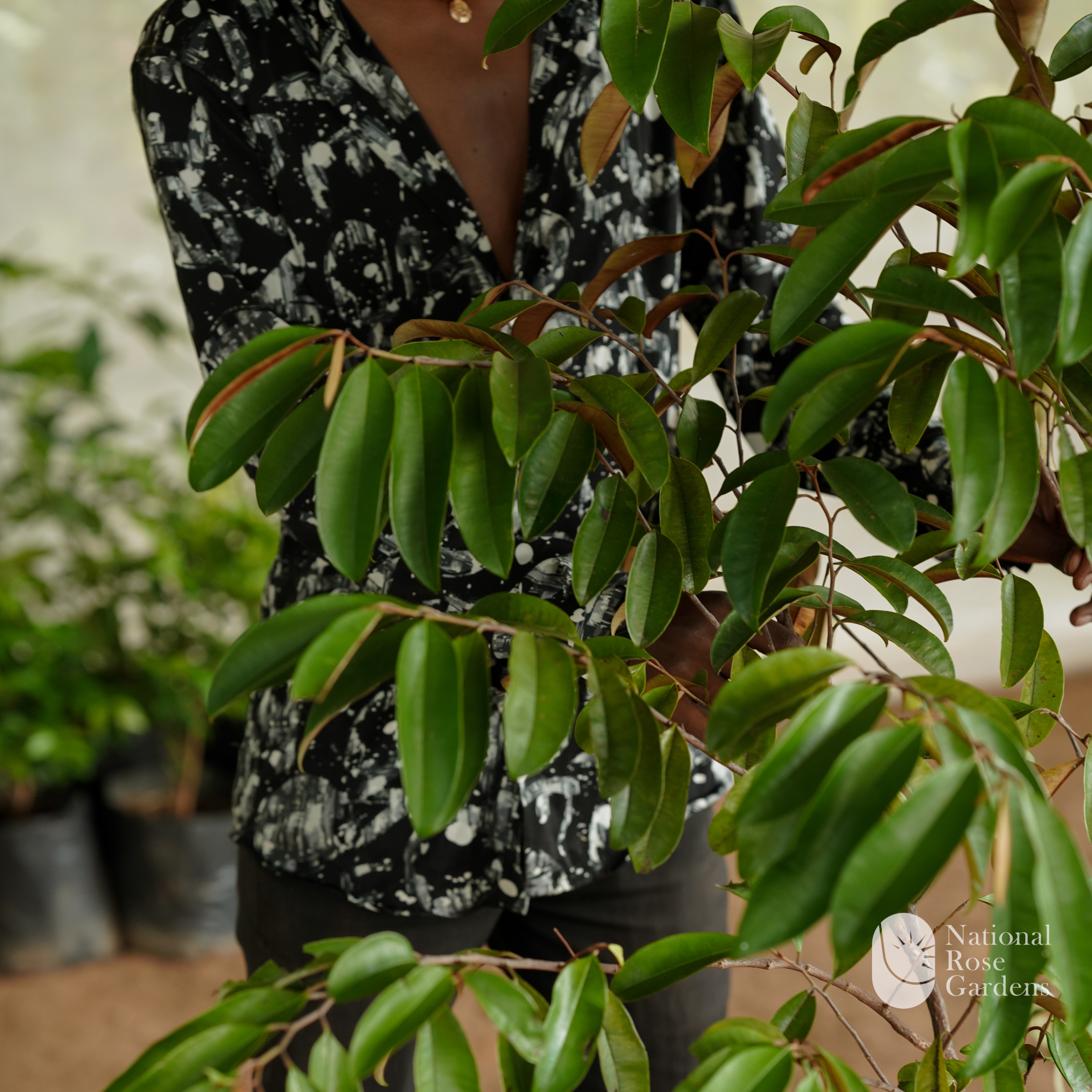 Jemeken Star Fruit / Milk Fruit (Chrysophyllum cainito)