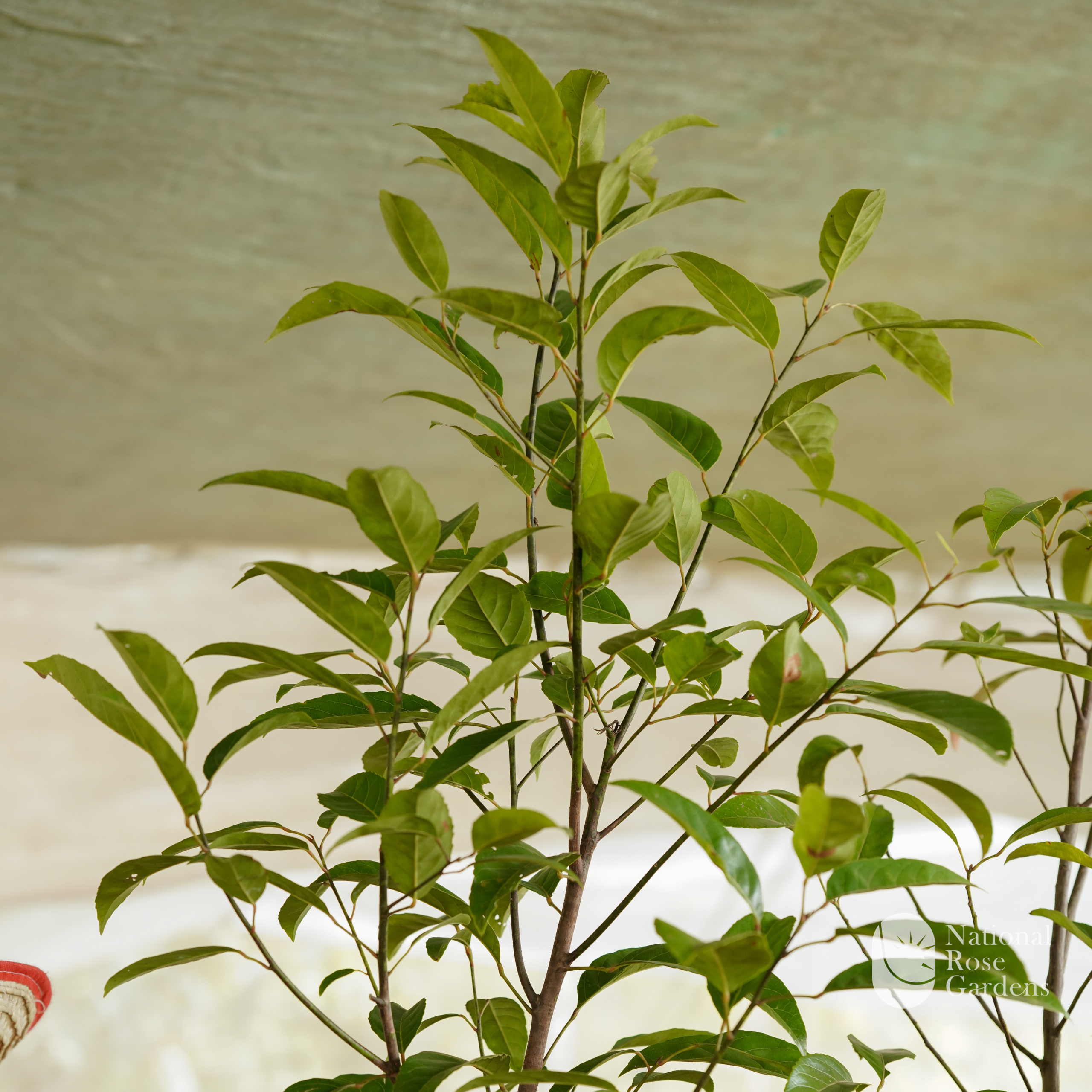 Jalpai (Elaeocarpus serratus)