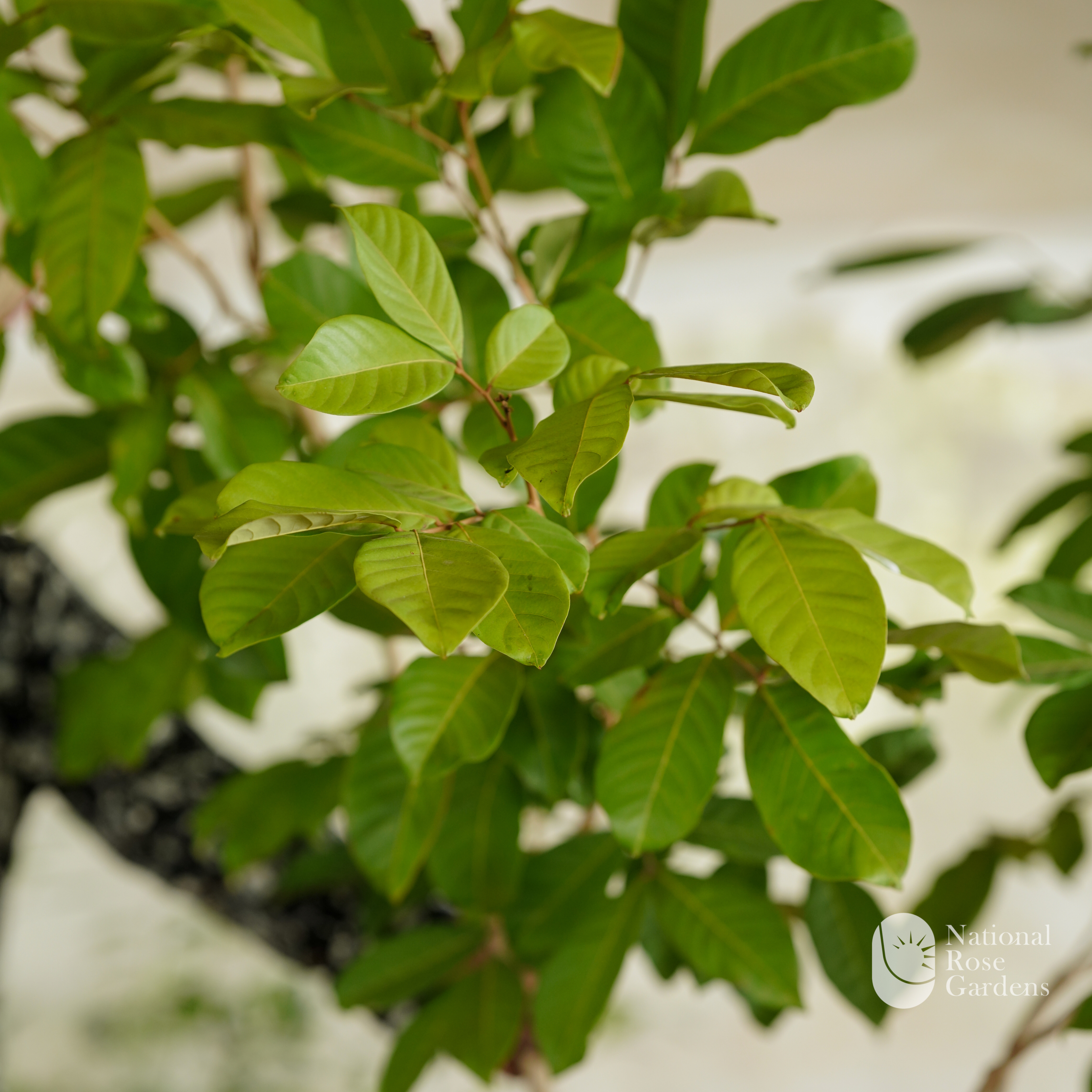 Rambutan Rongrien (Nephelium lappaceum L)