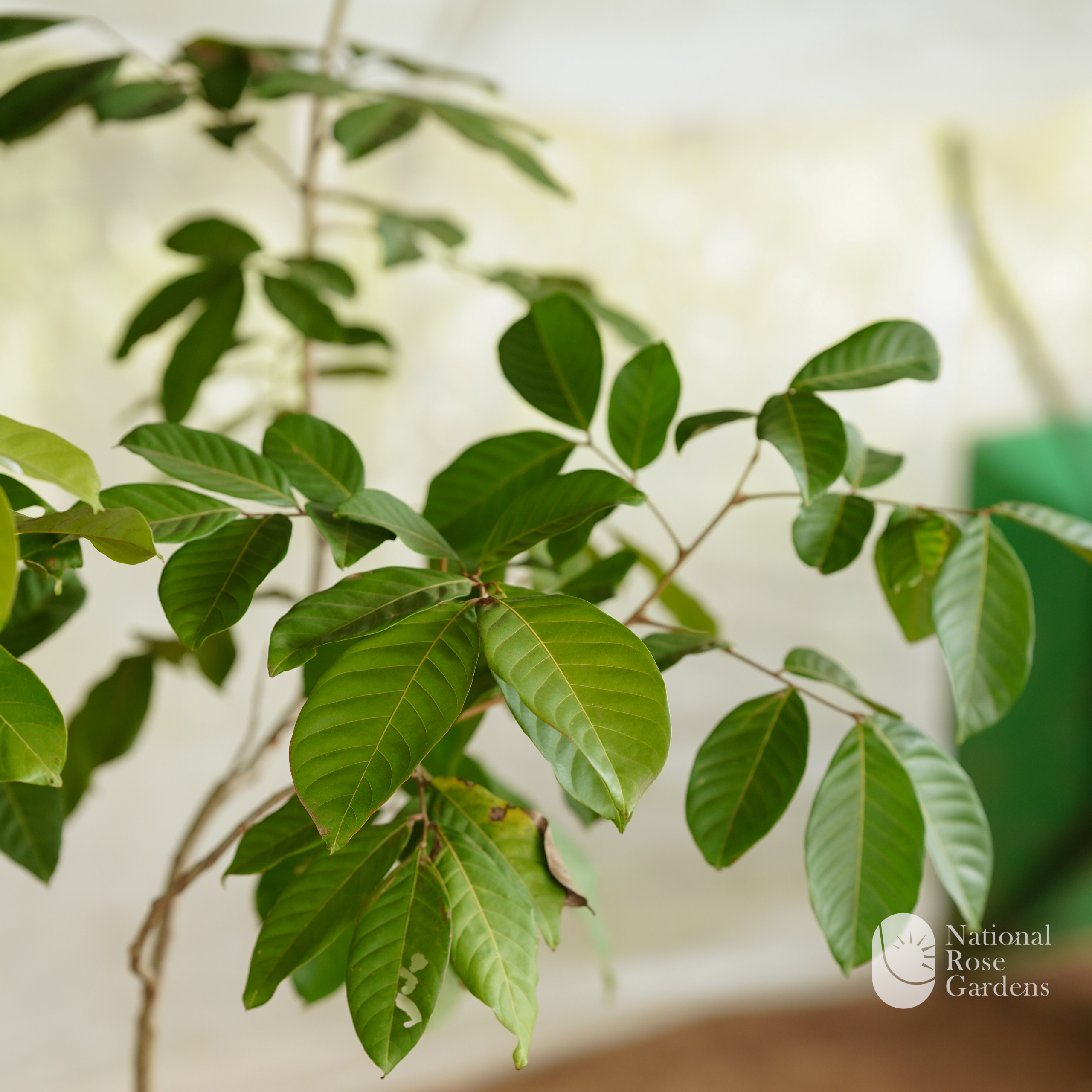 Rambutan Rongrien (Nephelium lappaceum L)