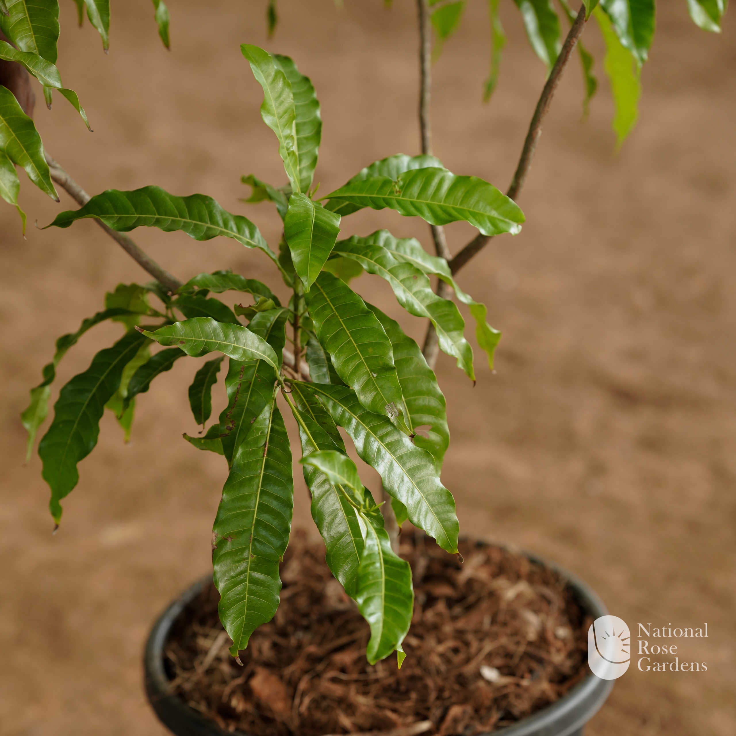 Abiu (Pouteria caimito)