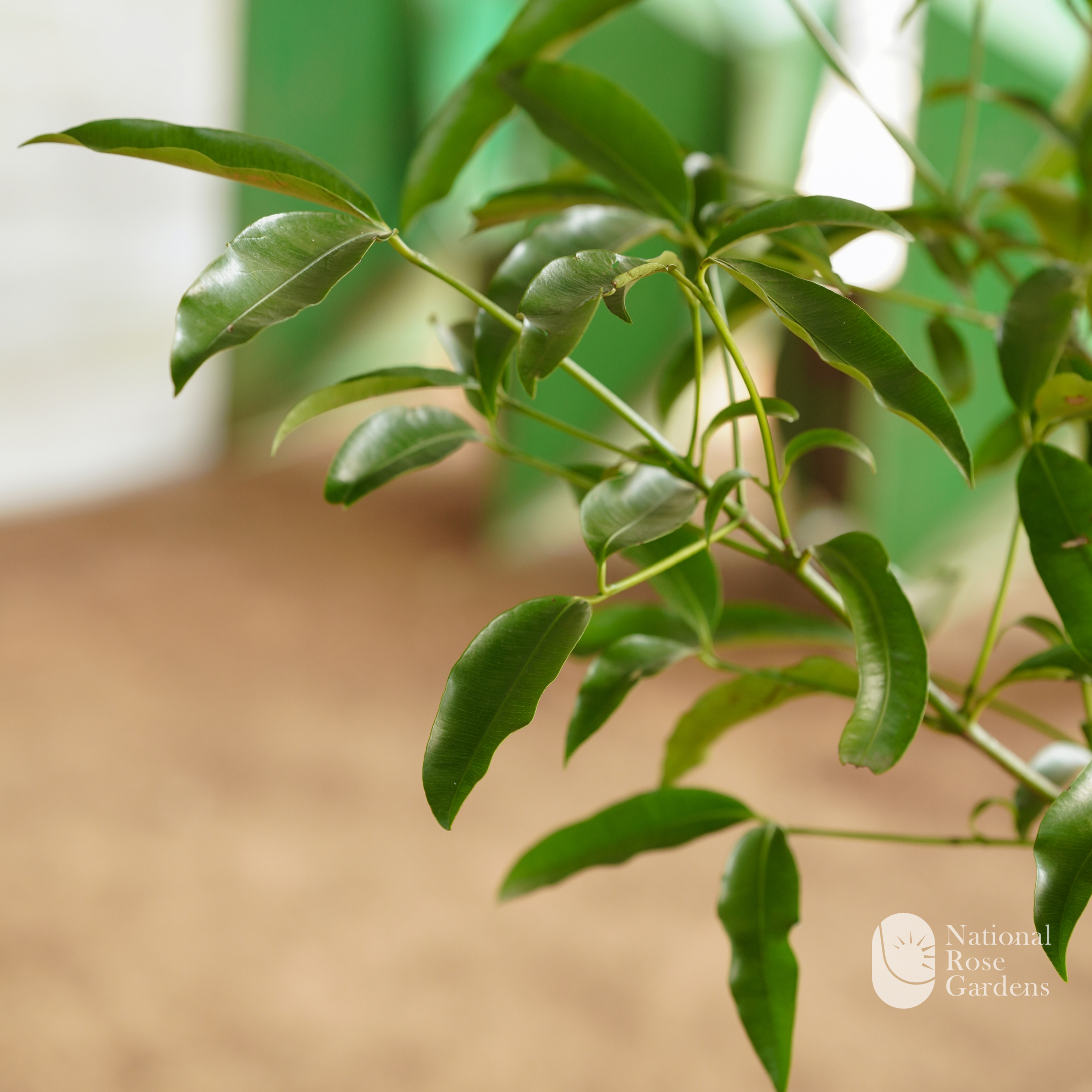 Achachairu Graft (Garcinia humilis)