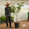 Achachairu Graft (Garcinia humilis)
