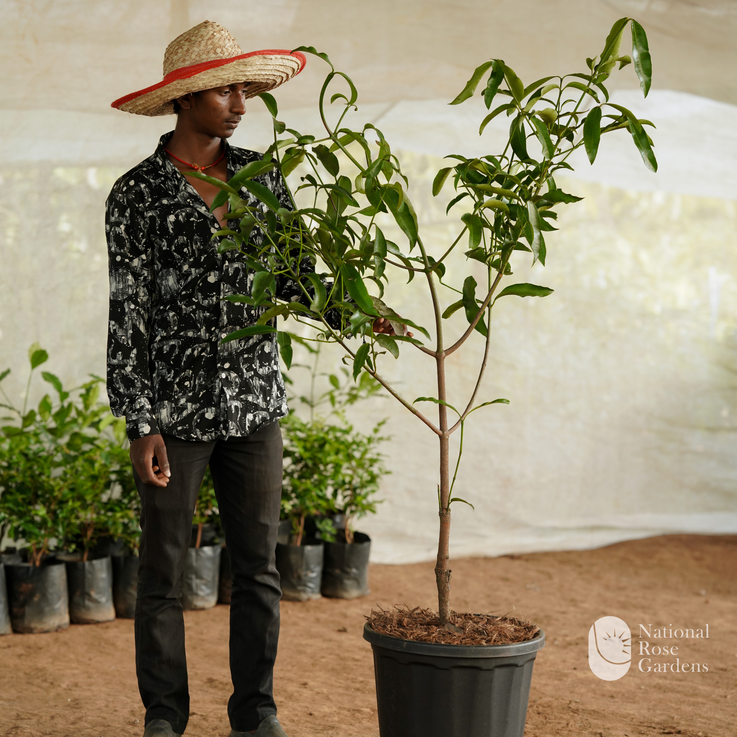 Achachairu Graft (Garcinia humilis)
