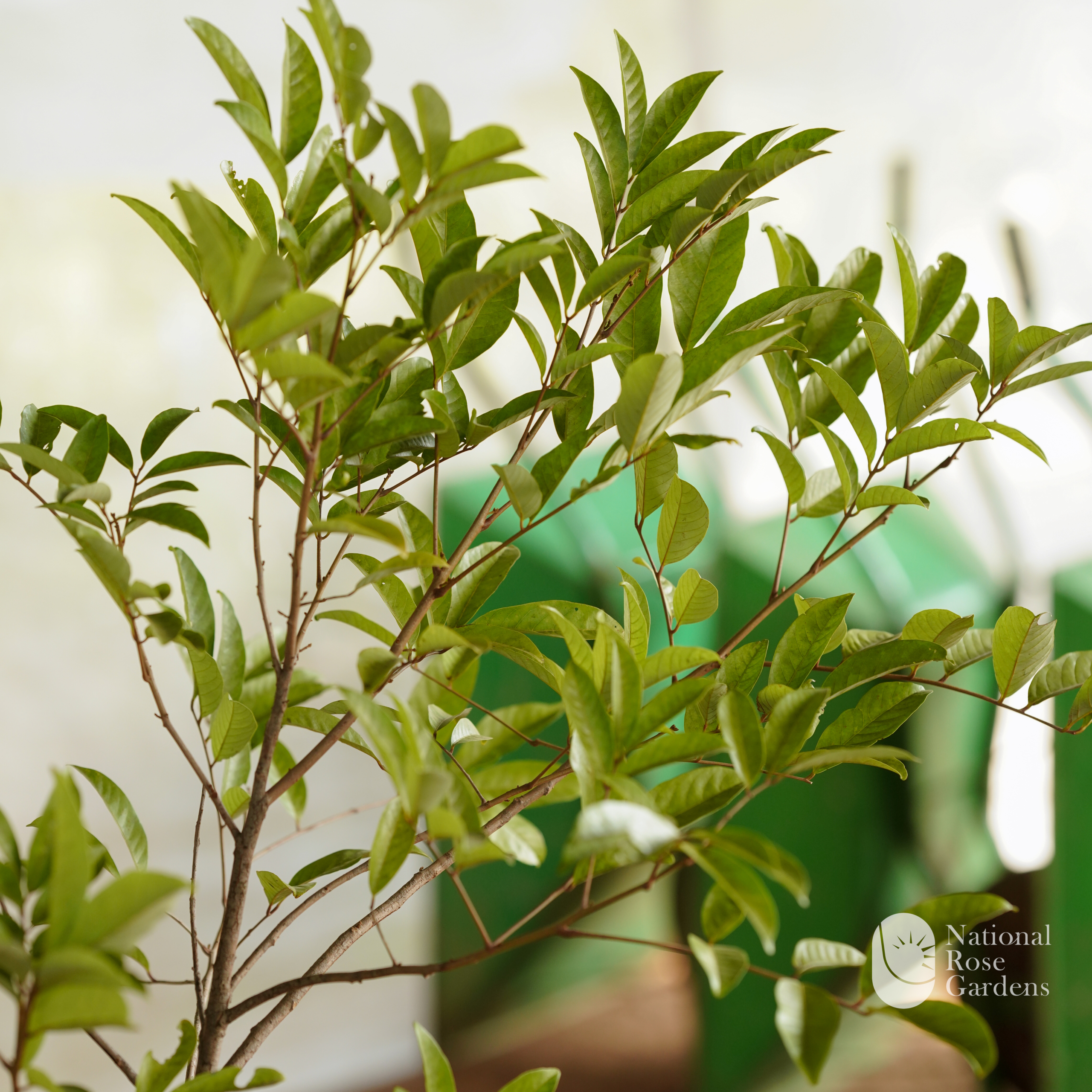 Alupag (Dimocarpus didyma)
