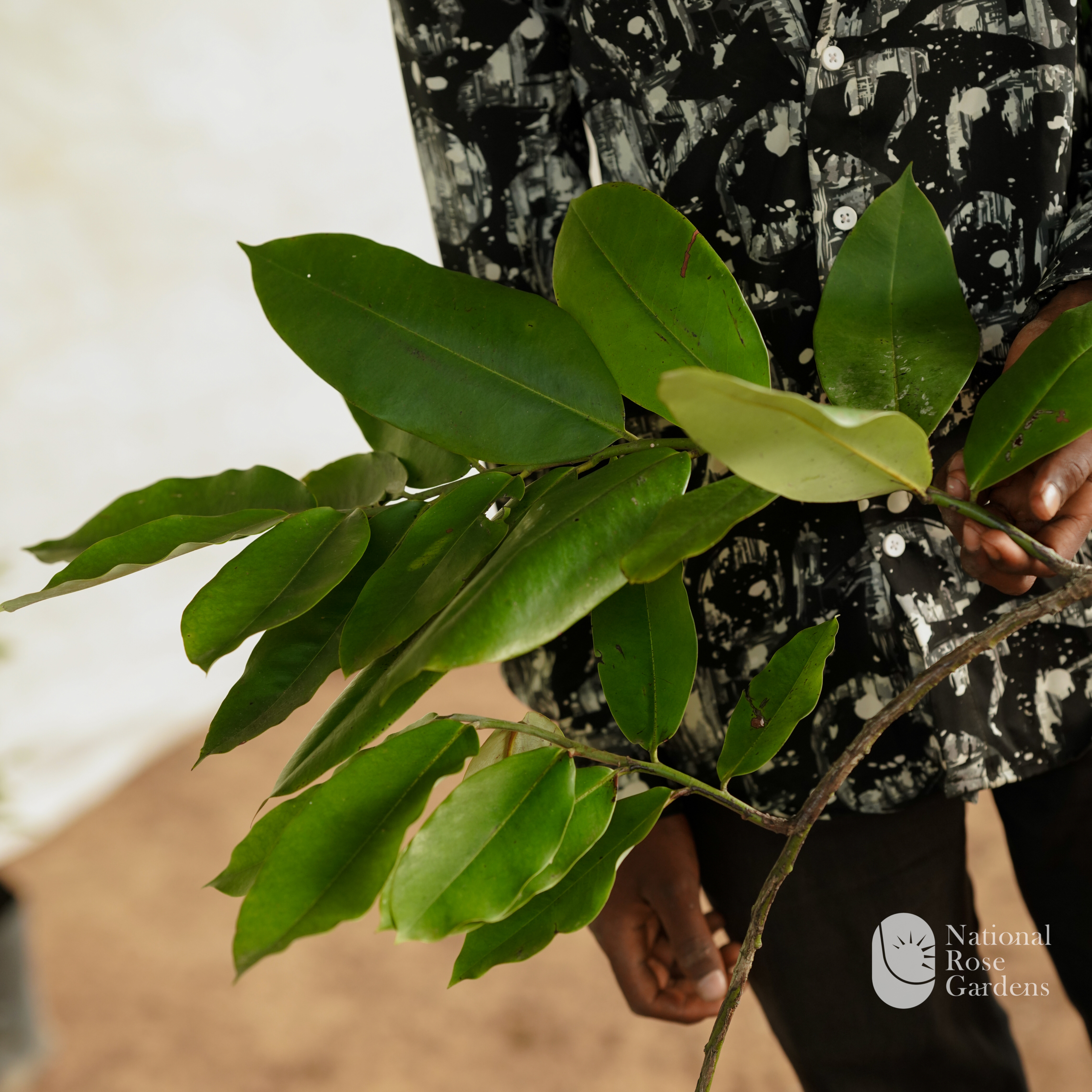 Velvet Apple (Diospyros blancoi)