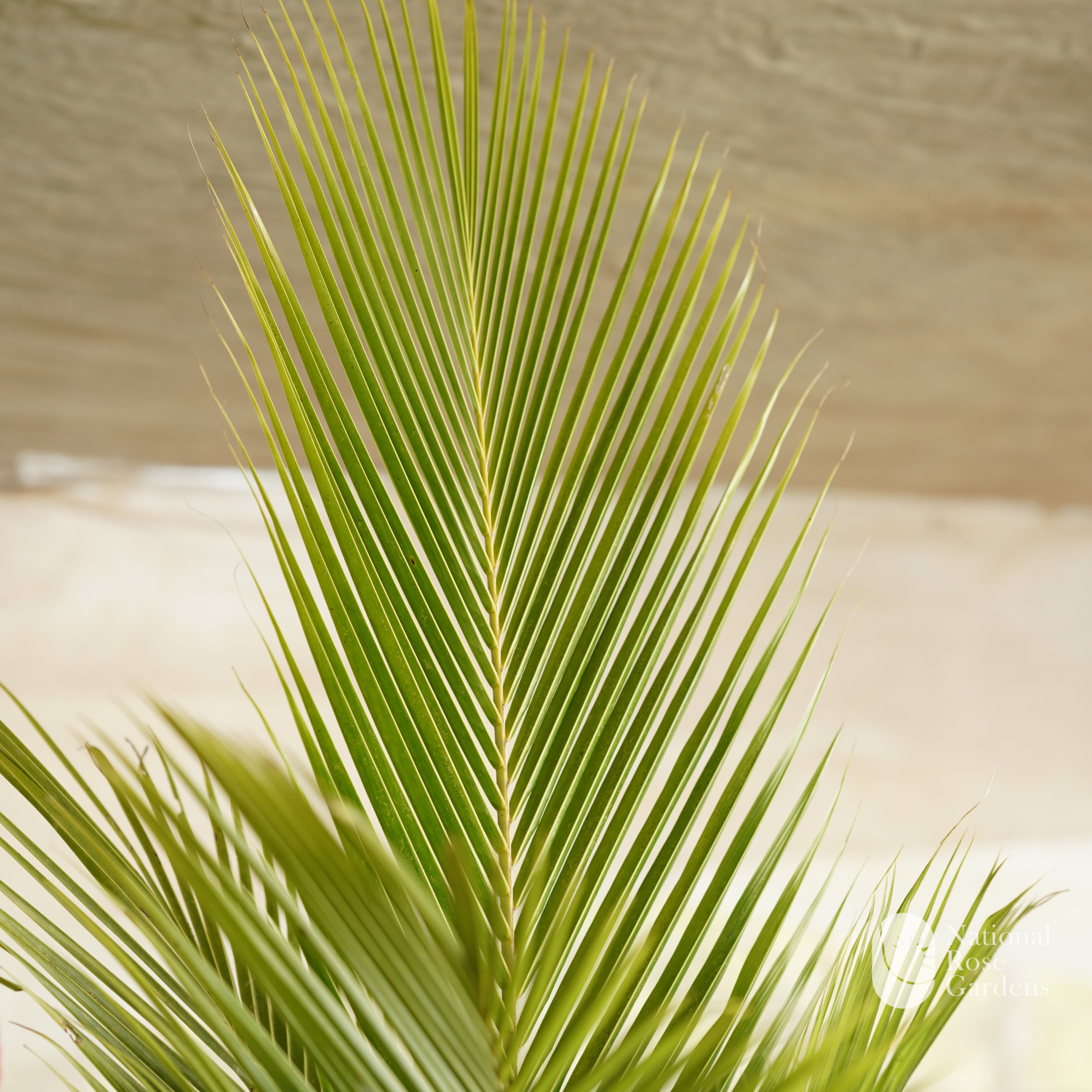 Ganga Bandam (Mangifera indica)